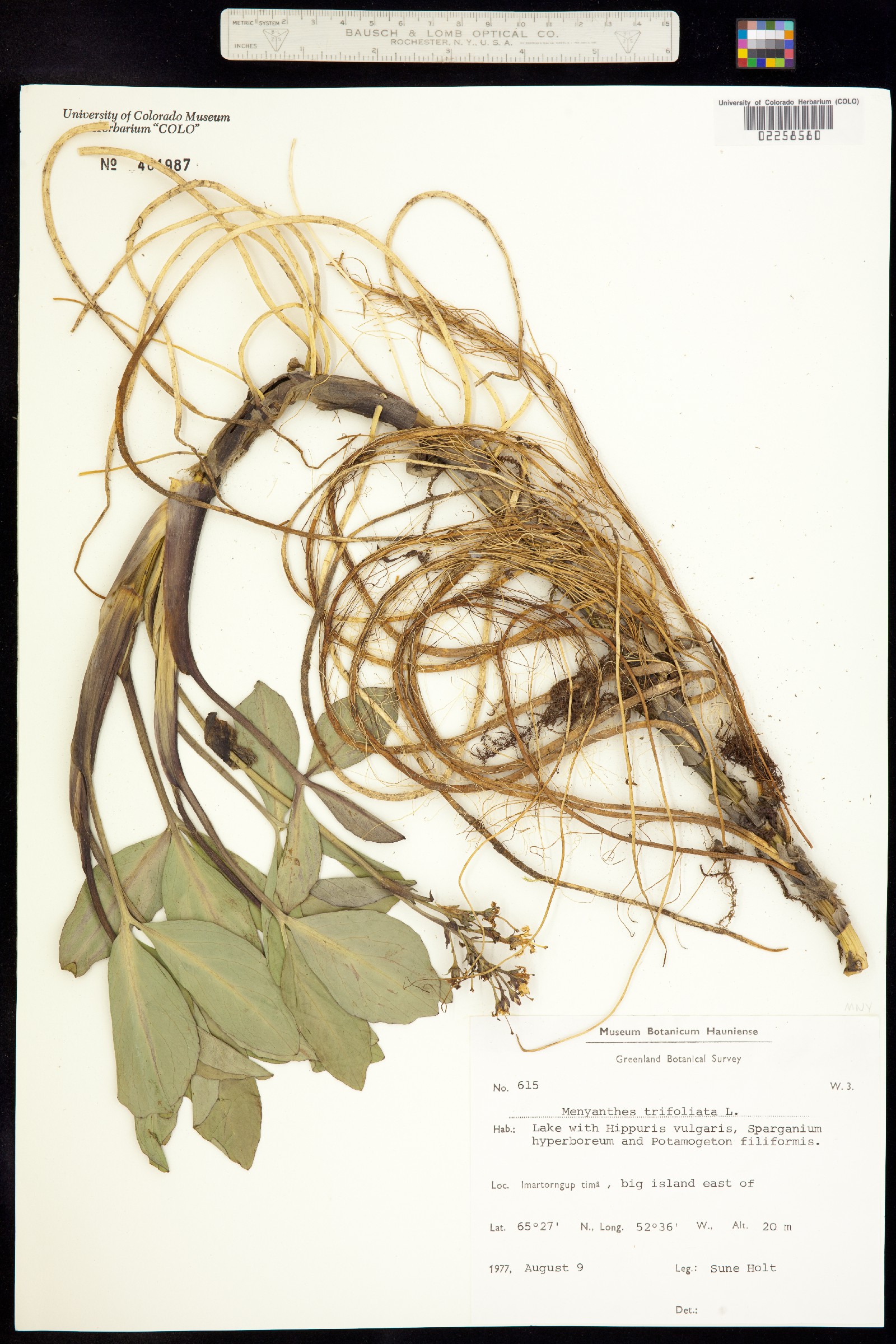 Menyanthes trifoliata image