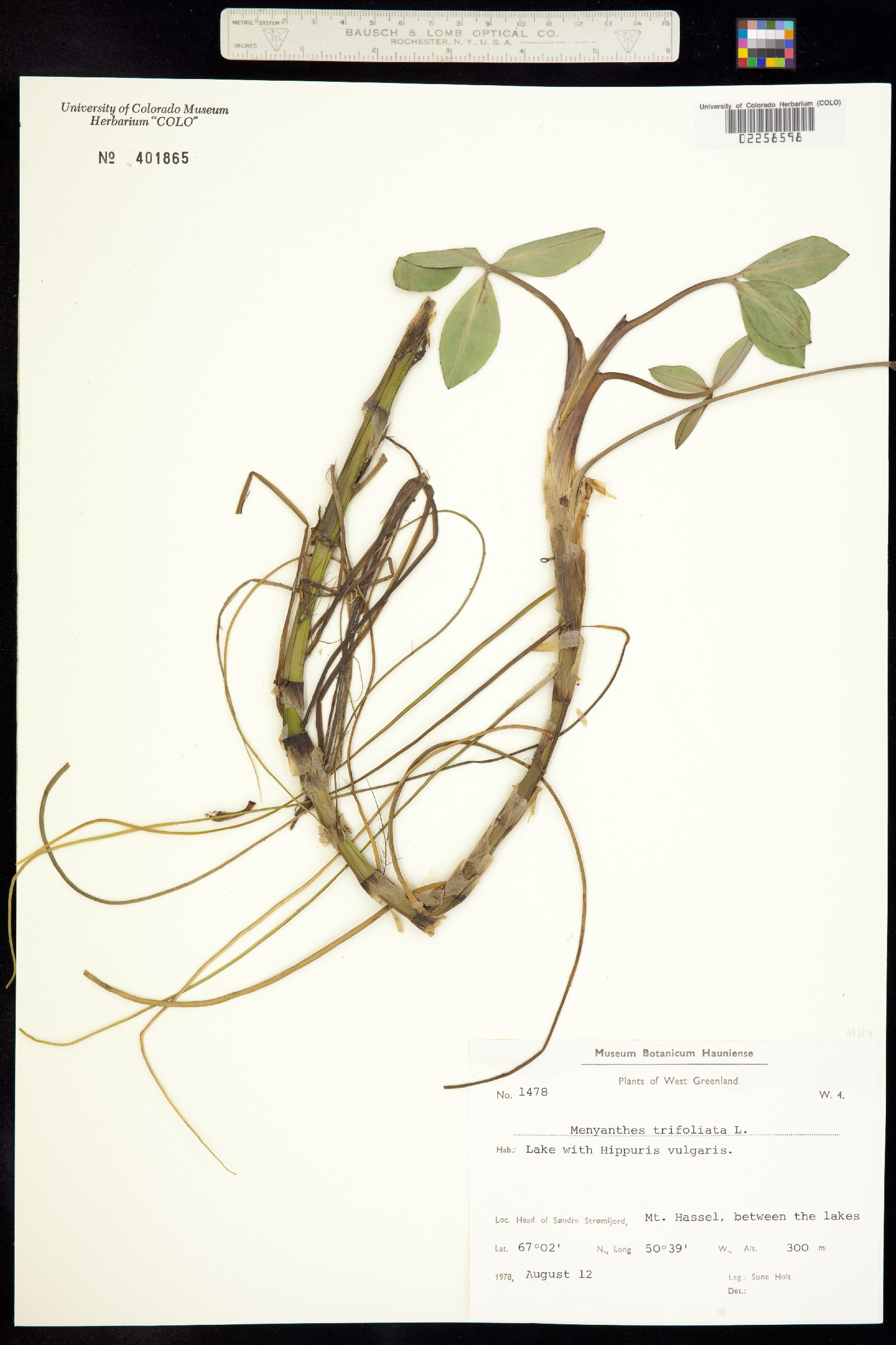 Menyanthaceae image