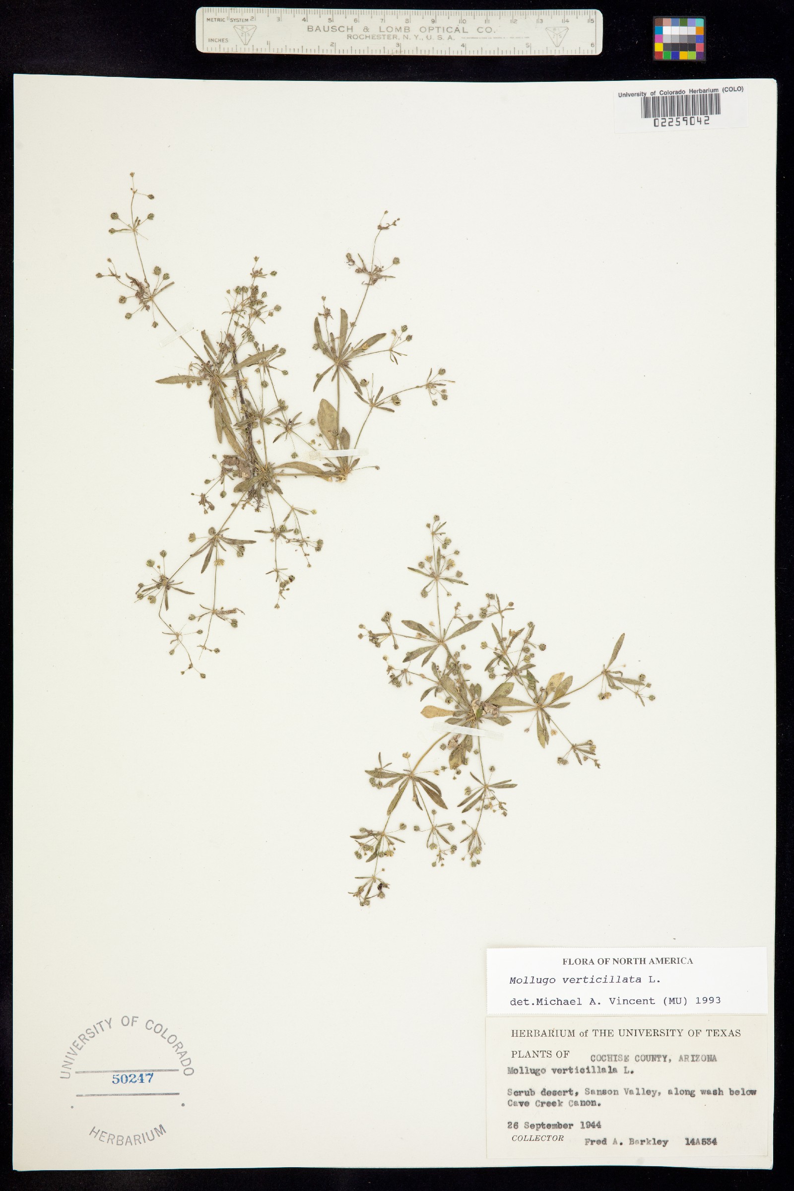 Mollugo verticillata image