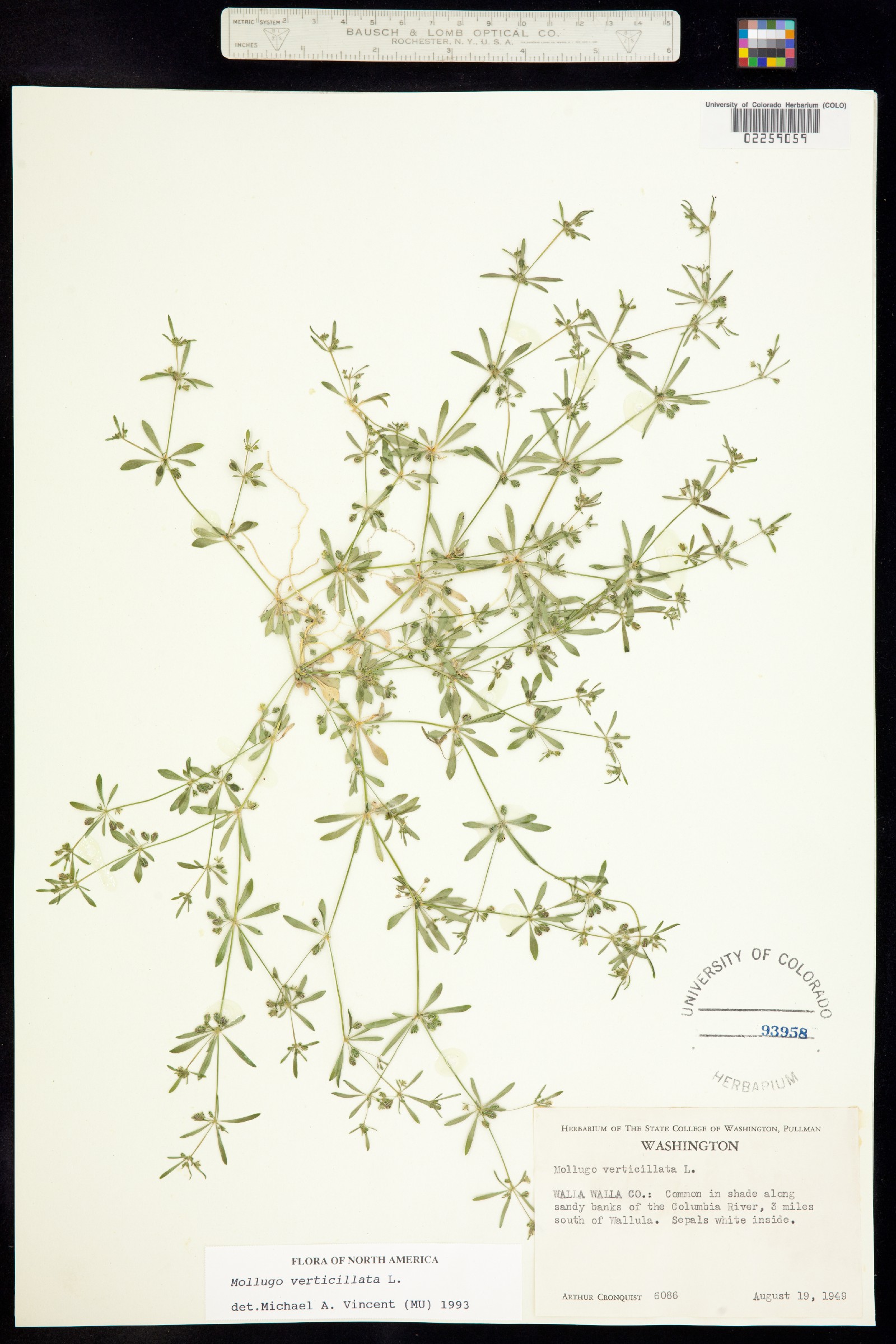 Mollugo verticillata image