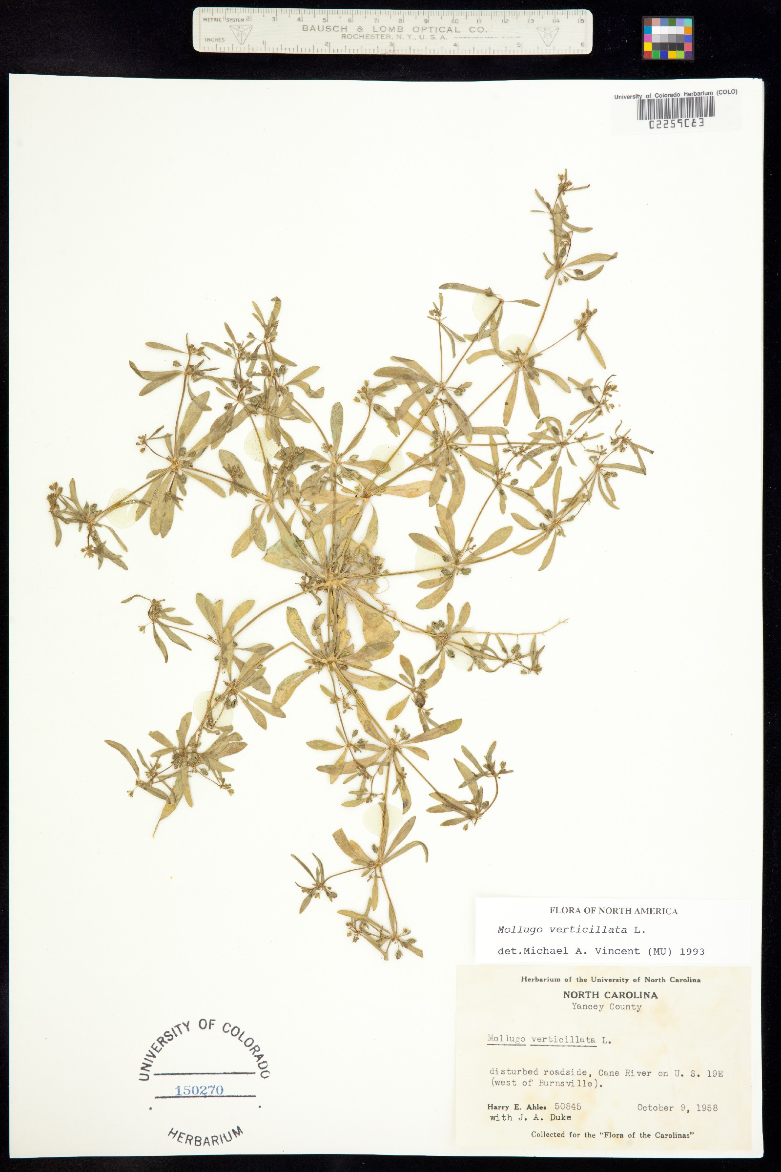 Mollugo verticillata image