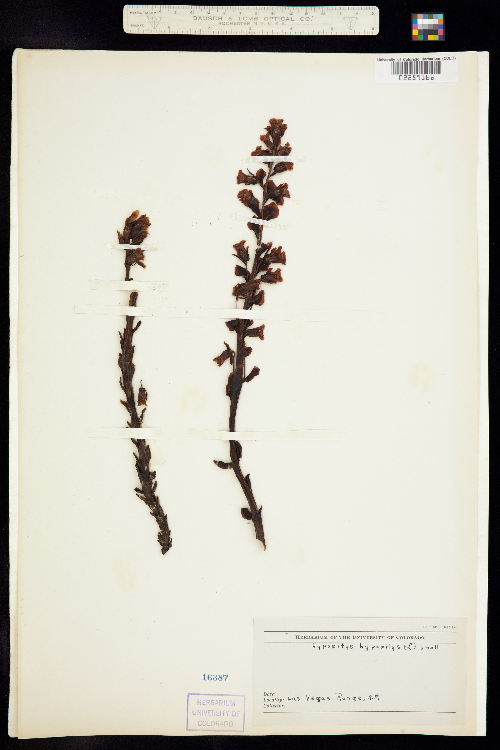 Hypopitys monotropa image