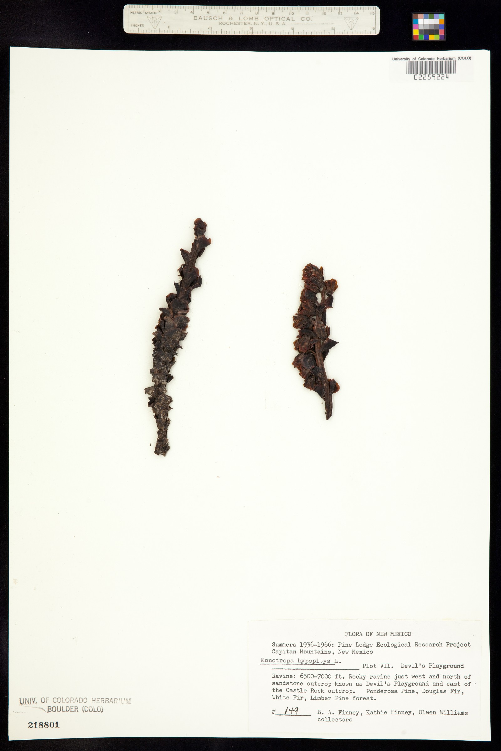 Hypopitys monotropa image