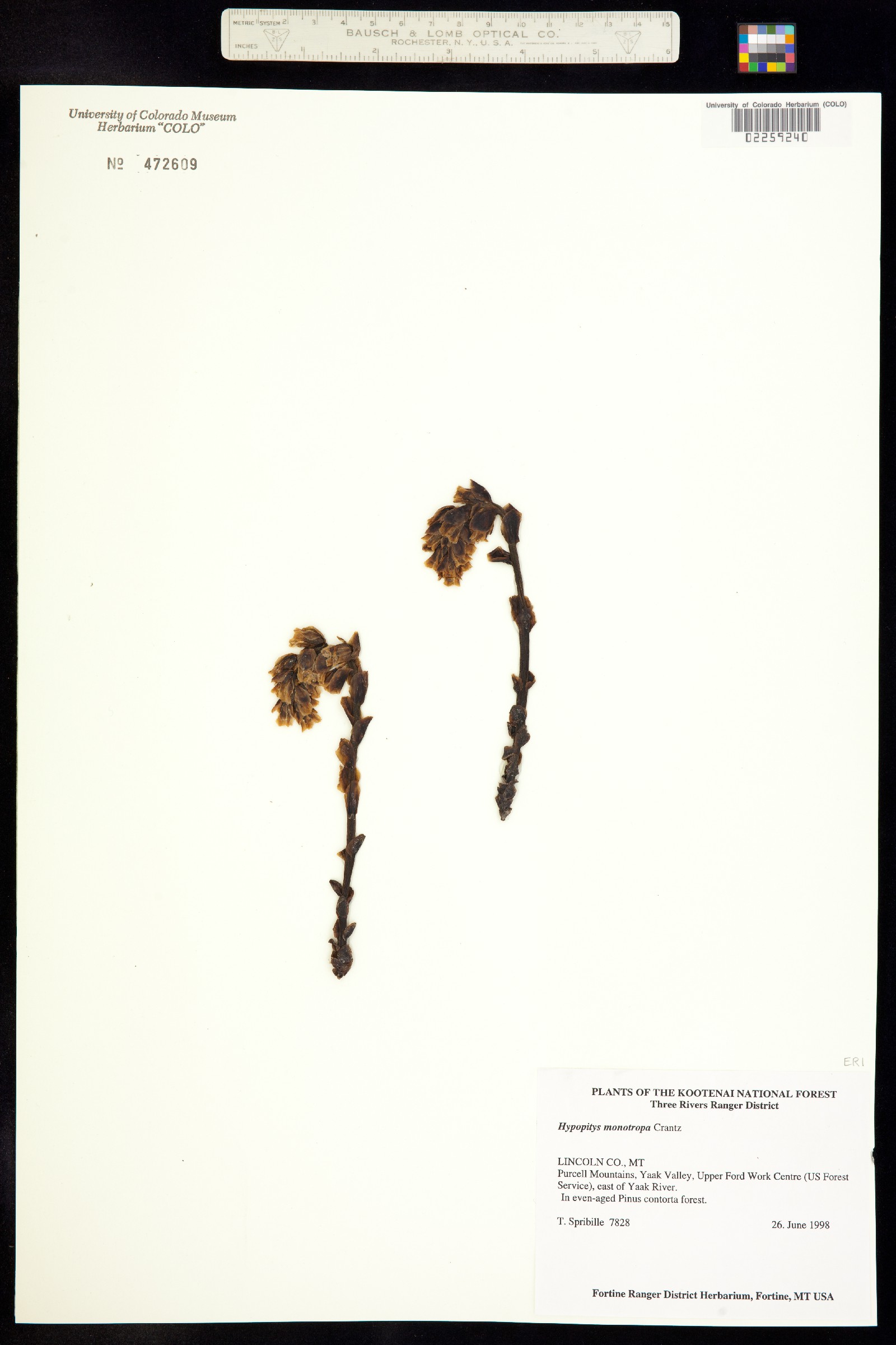 Hypopitys monotropa image