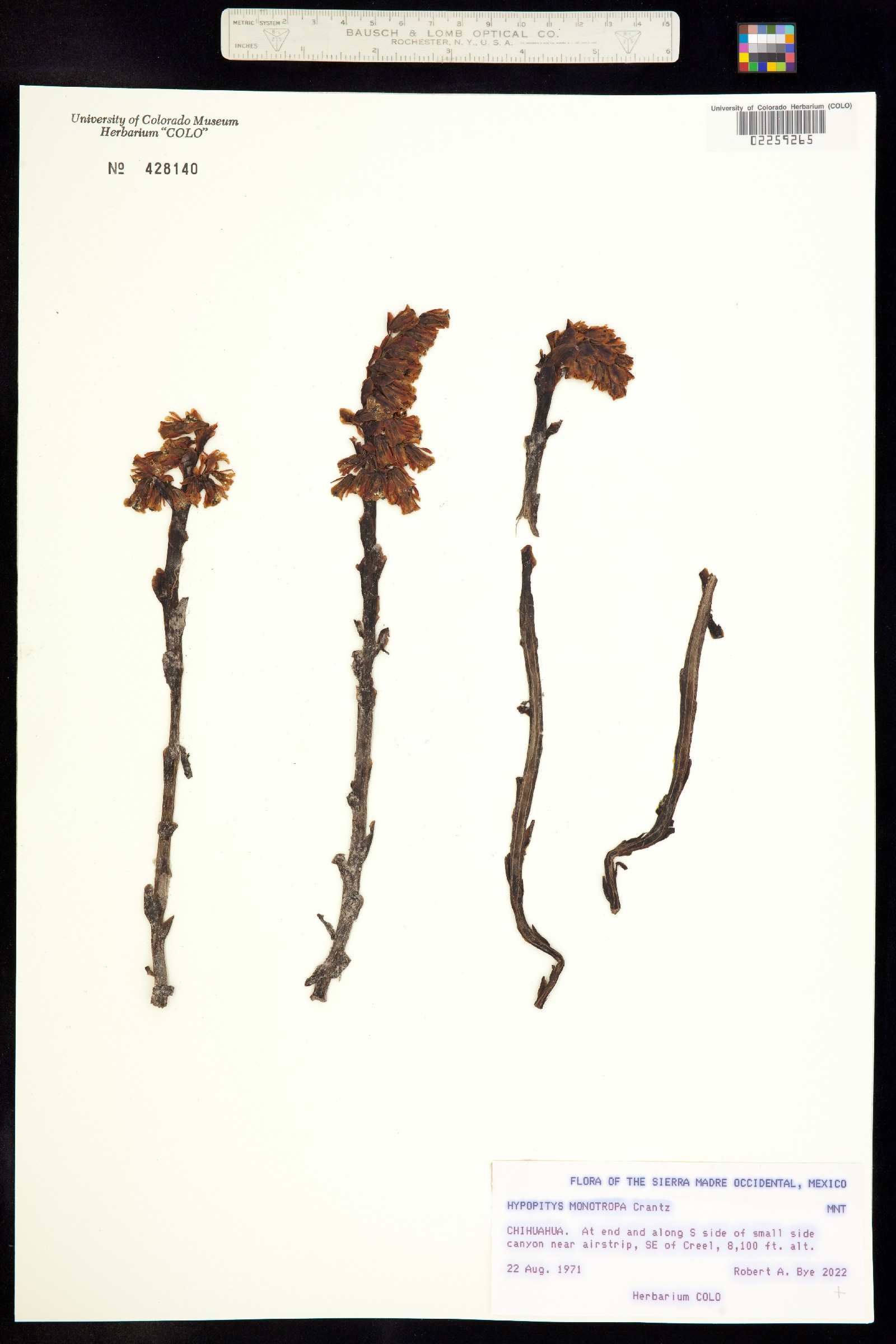 Hypopitys monotropa image