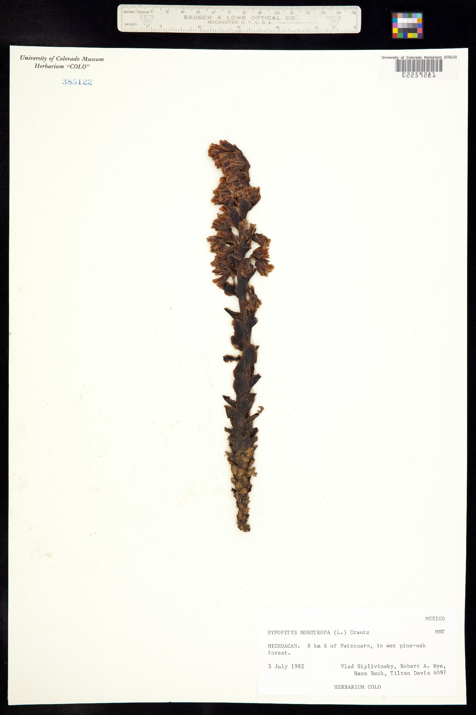 Hypopitys monotropa image