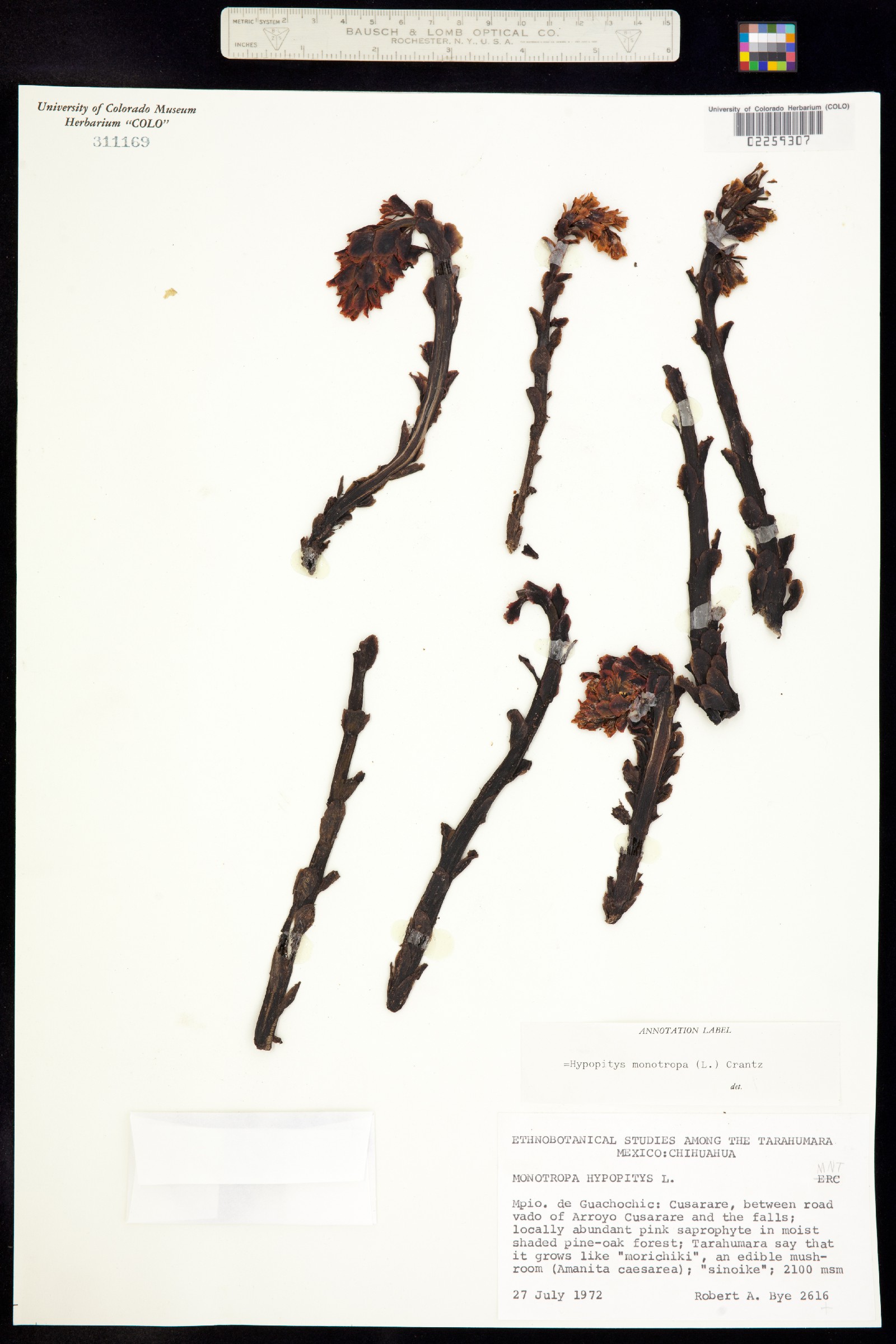 Hypopitys monotropa image