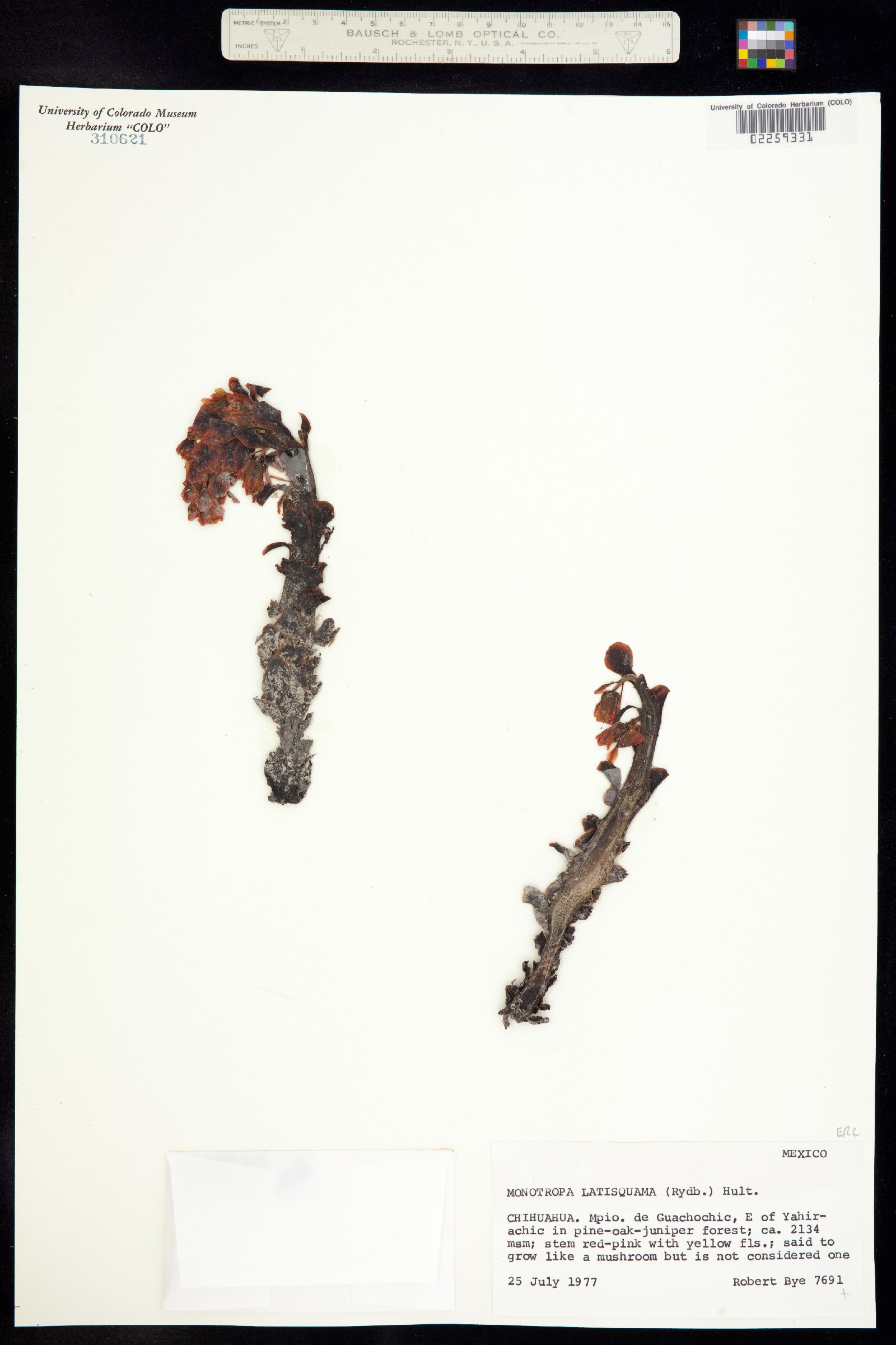 Hypopitys monotropa image