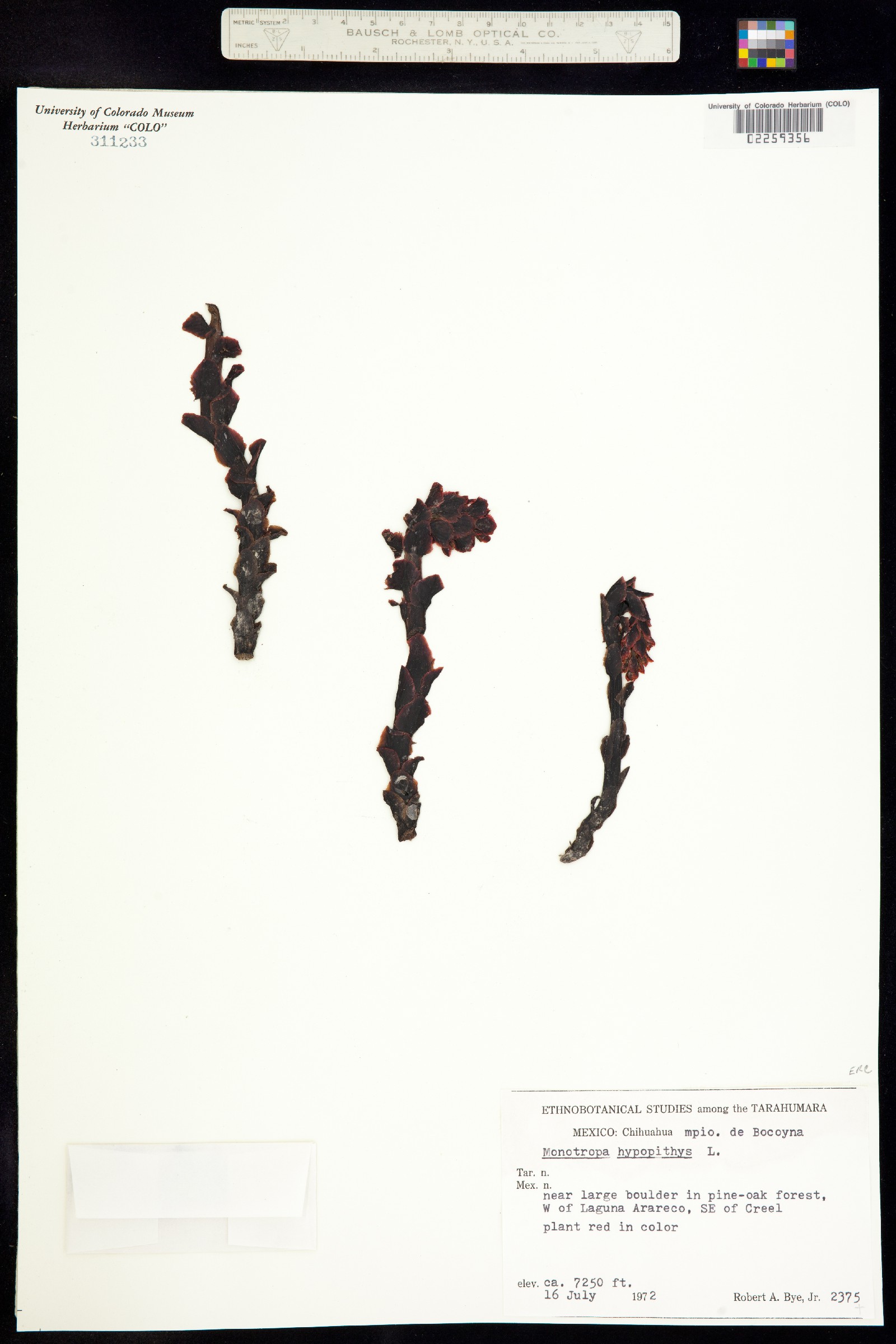 Hypopitys monotropa image