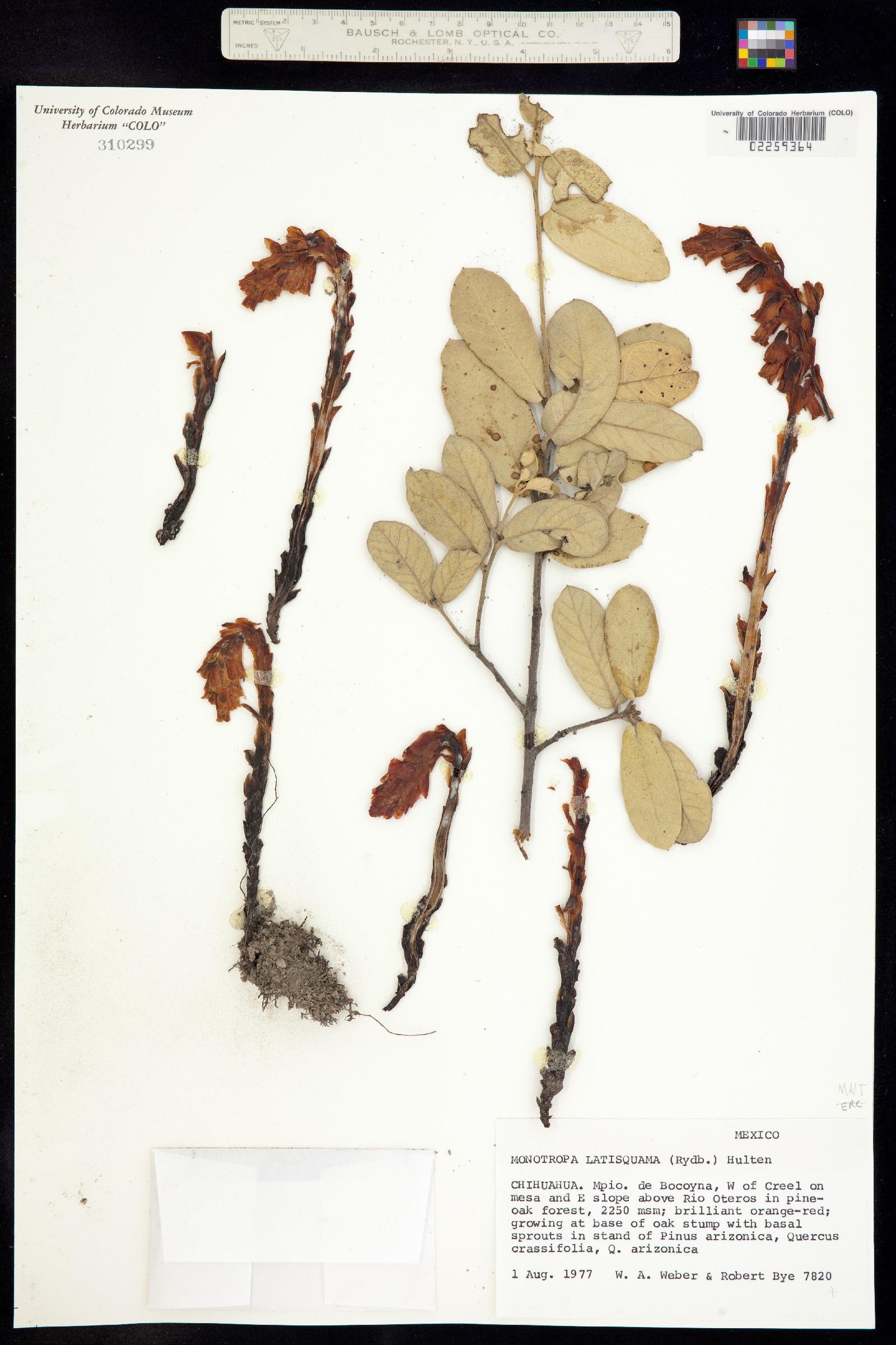 Hypopitys image