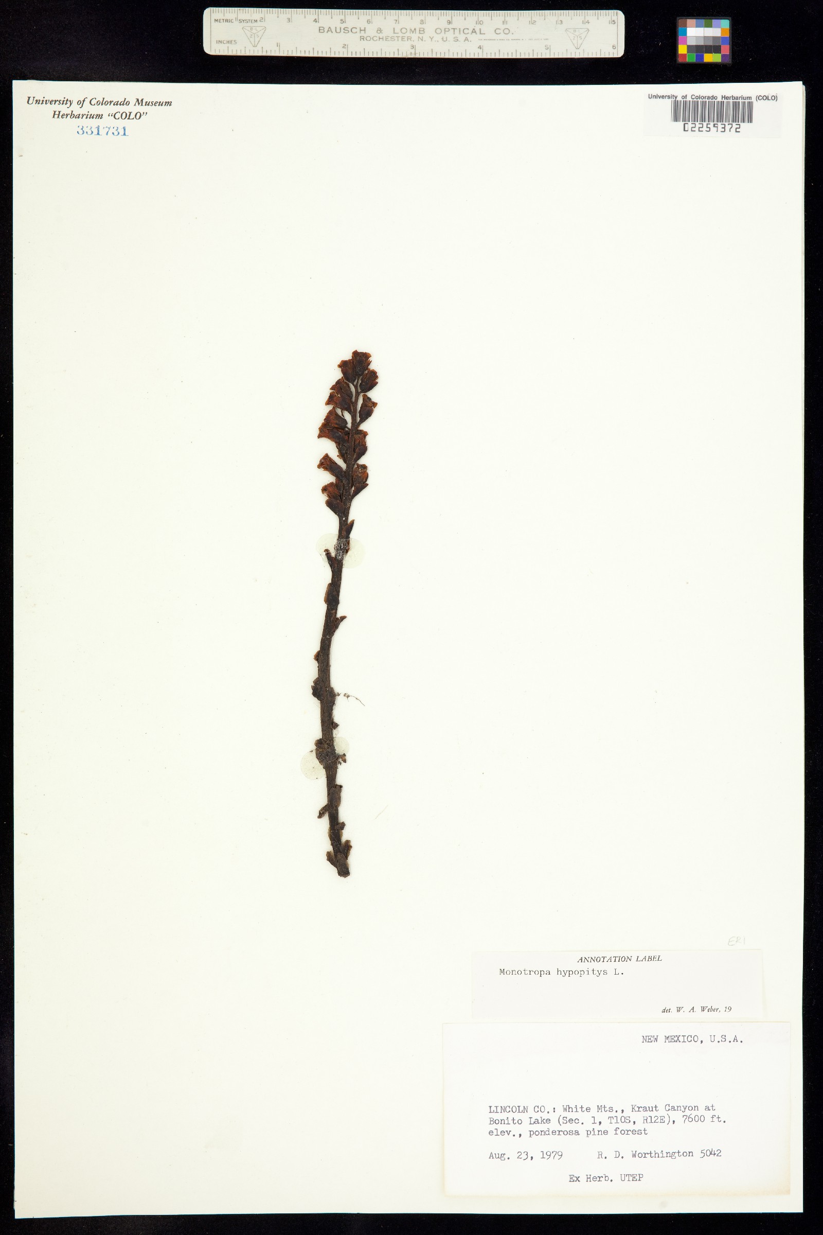 Hypopitys monotropa image