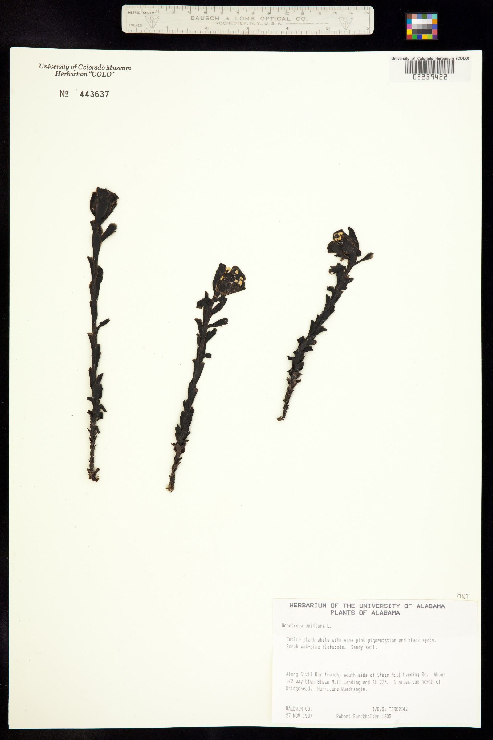 Monotropa uniflora image