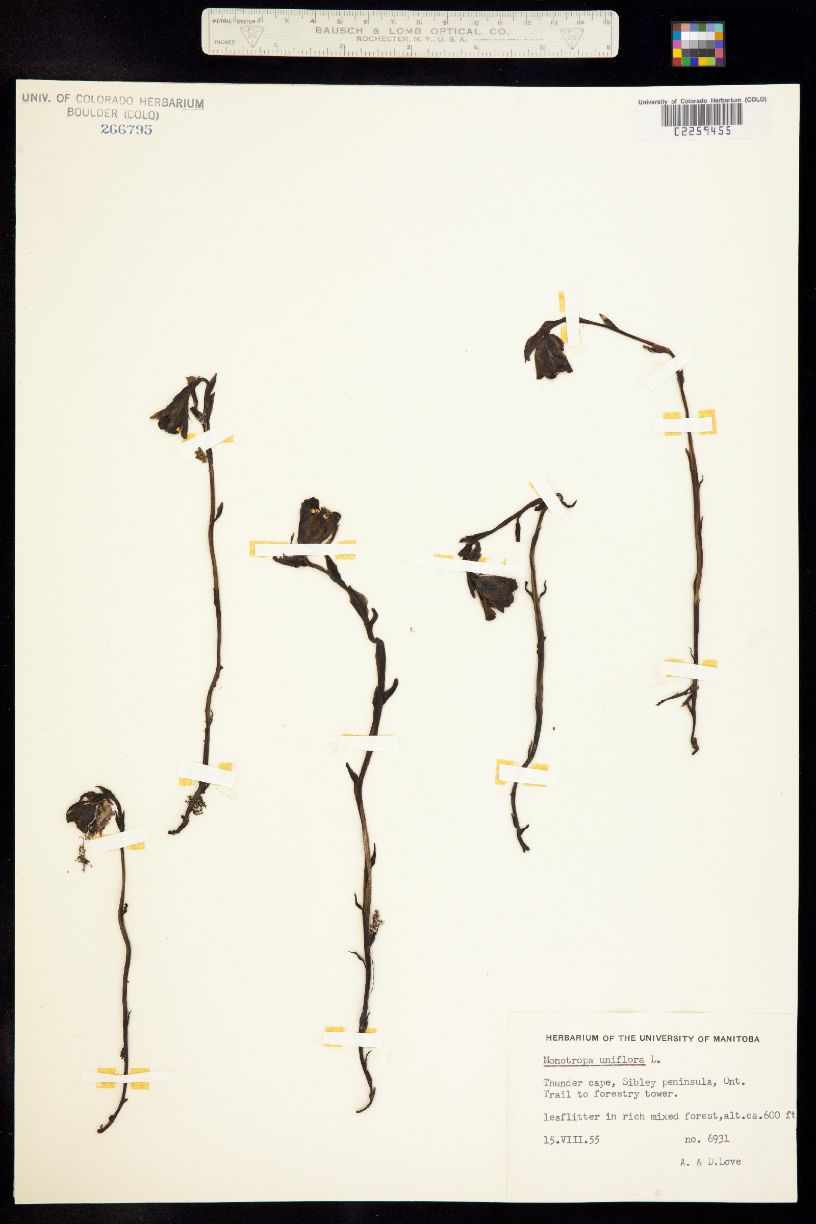 Monotropa uniflora image