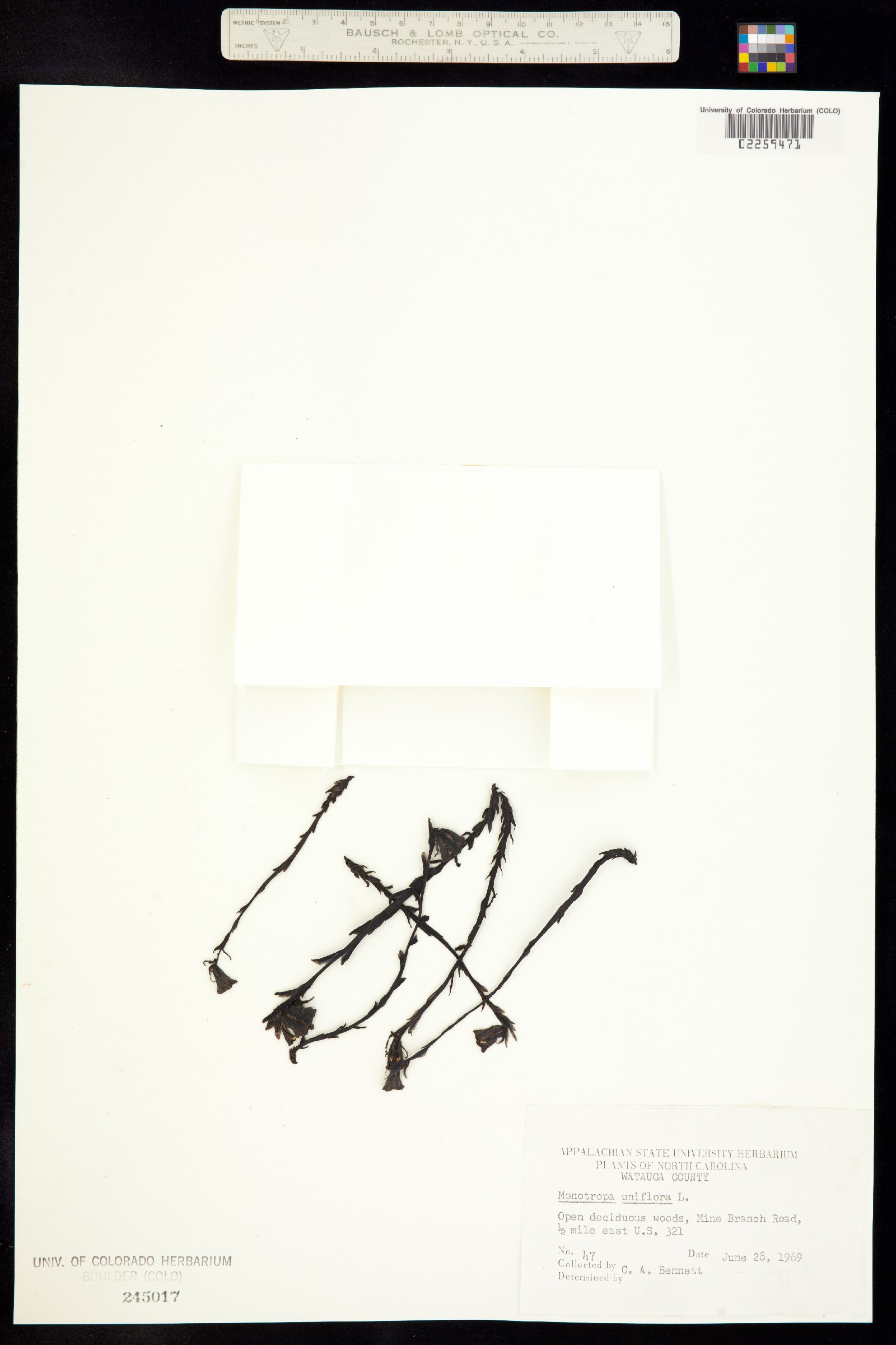 Monotropa uniflora image