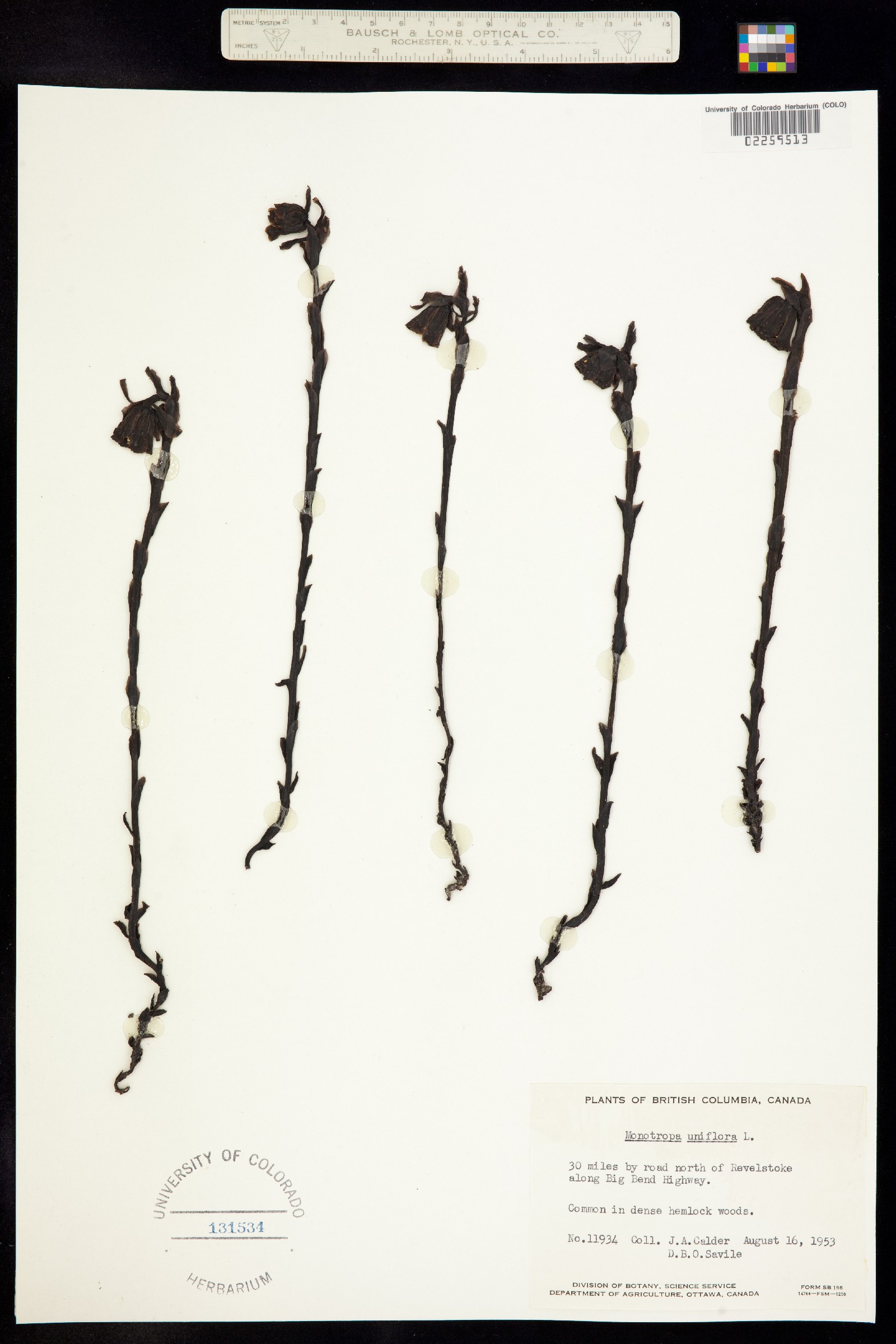 Monotropa image