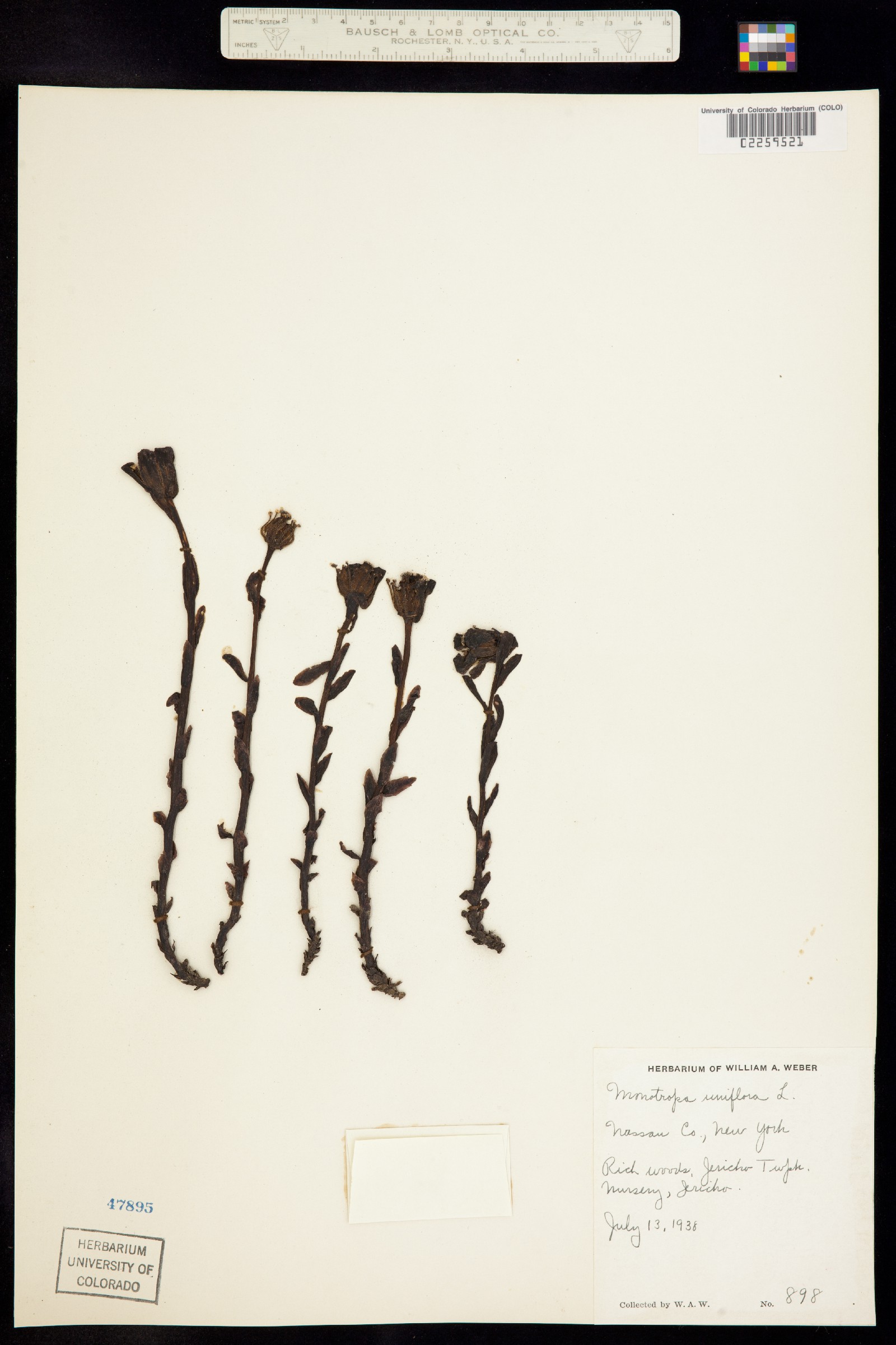 Monotropa uniflora image