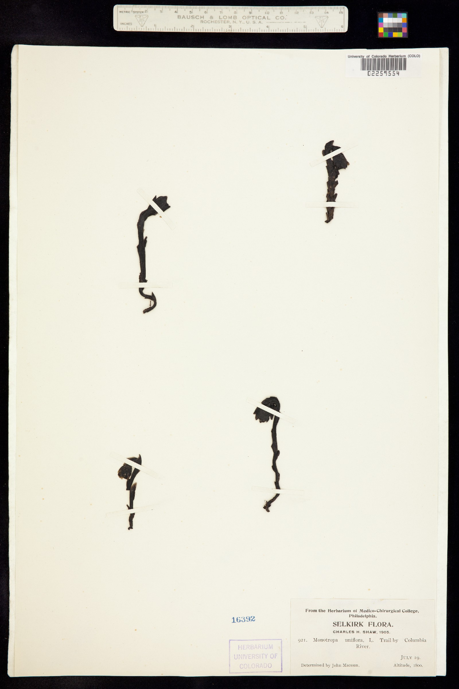 Monotropa uniflora image
