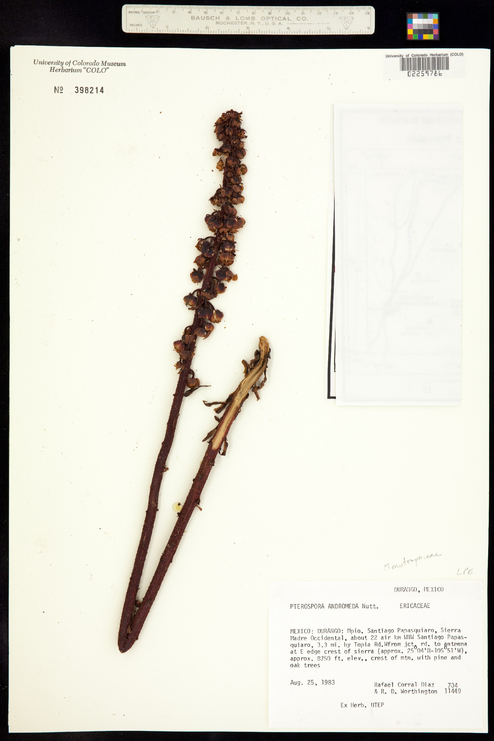Pterospora andromedea image