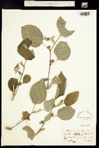 Image of Broussonetia papyrifera