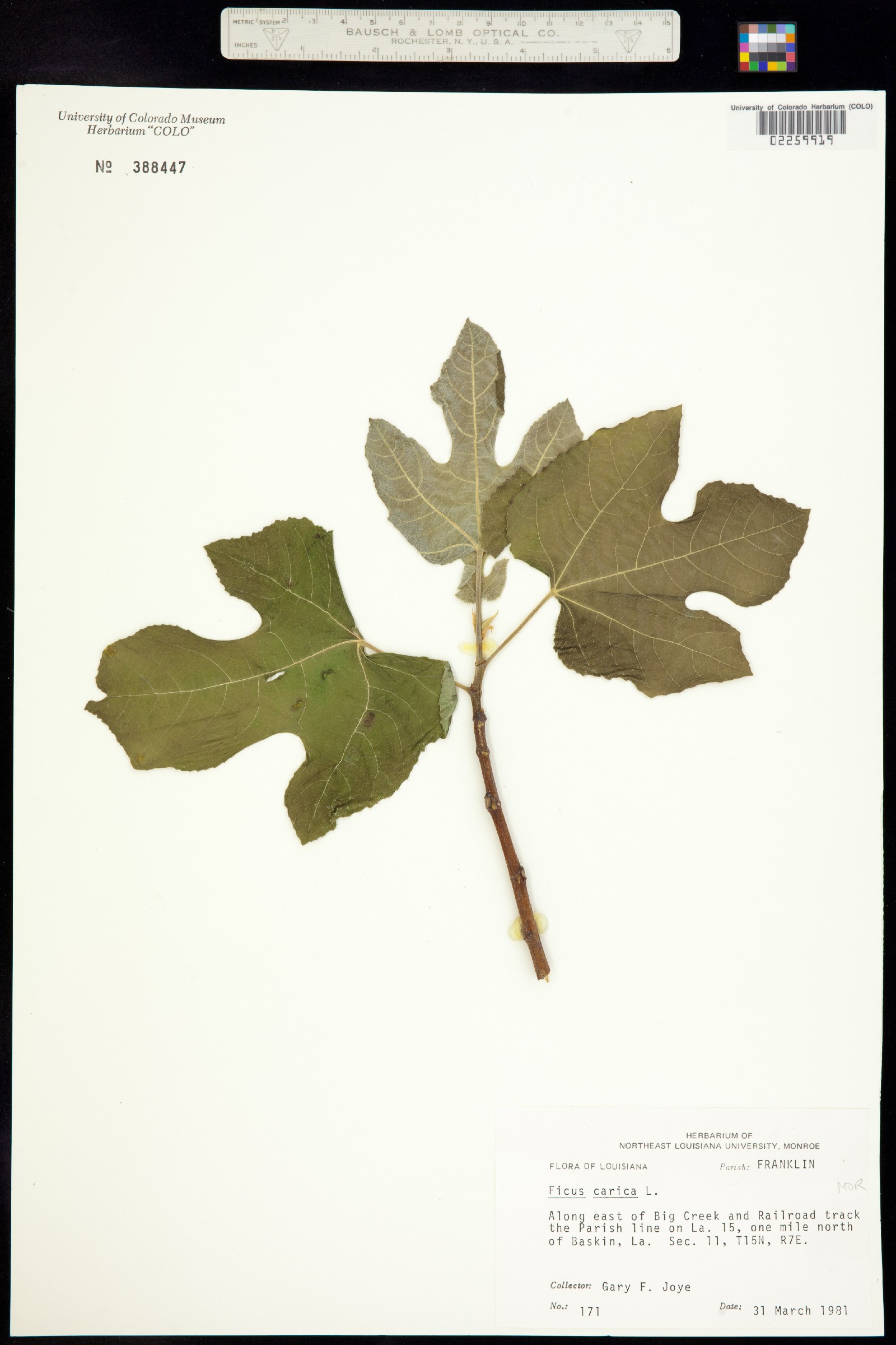 Ficus image