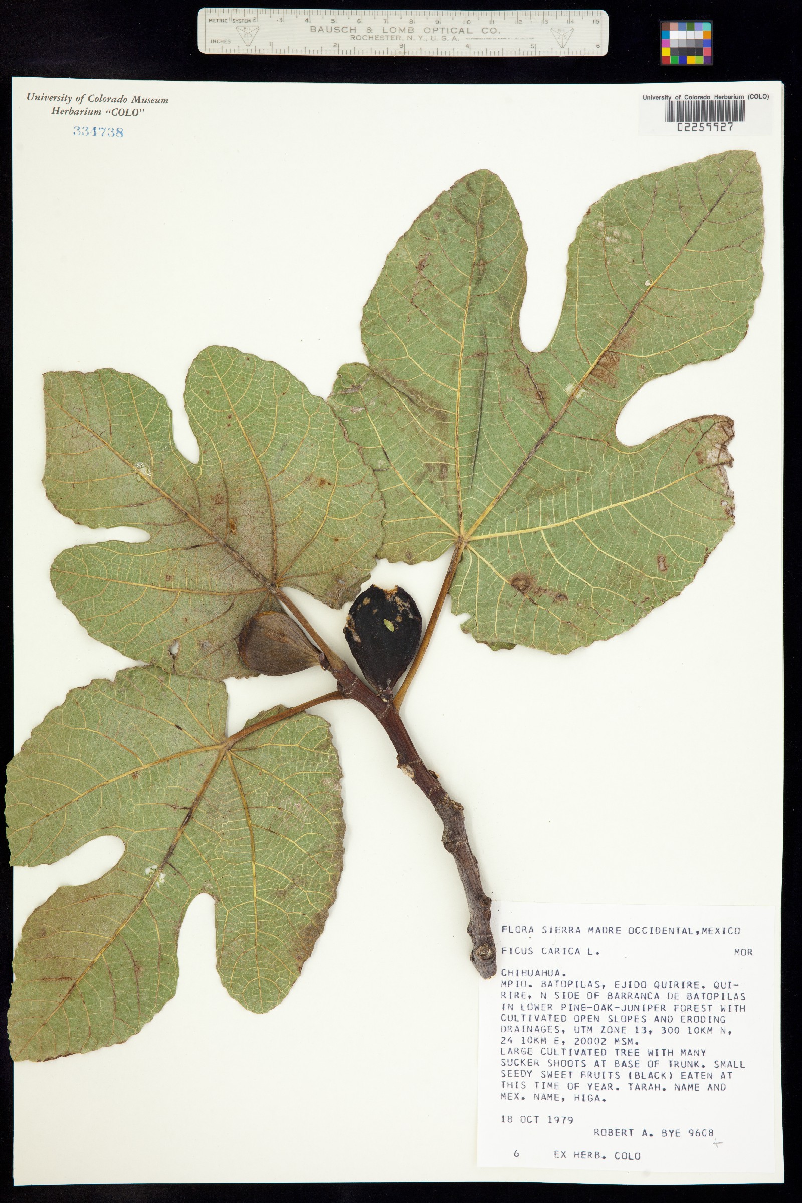 Ficus carica image