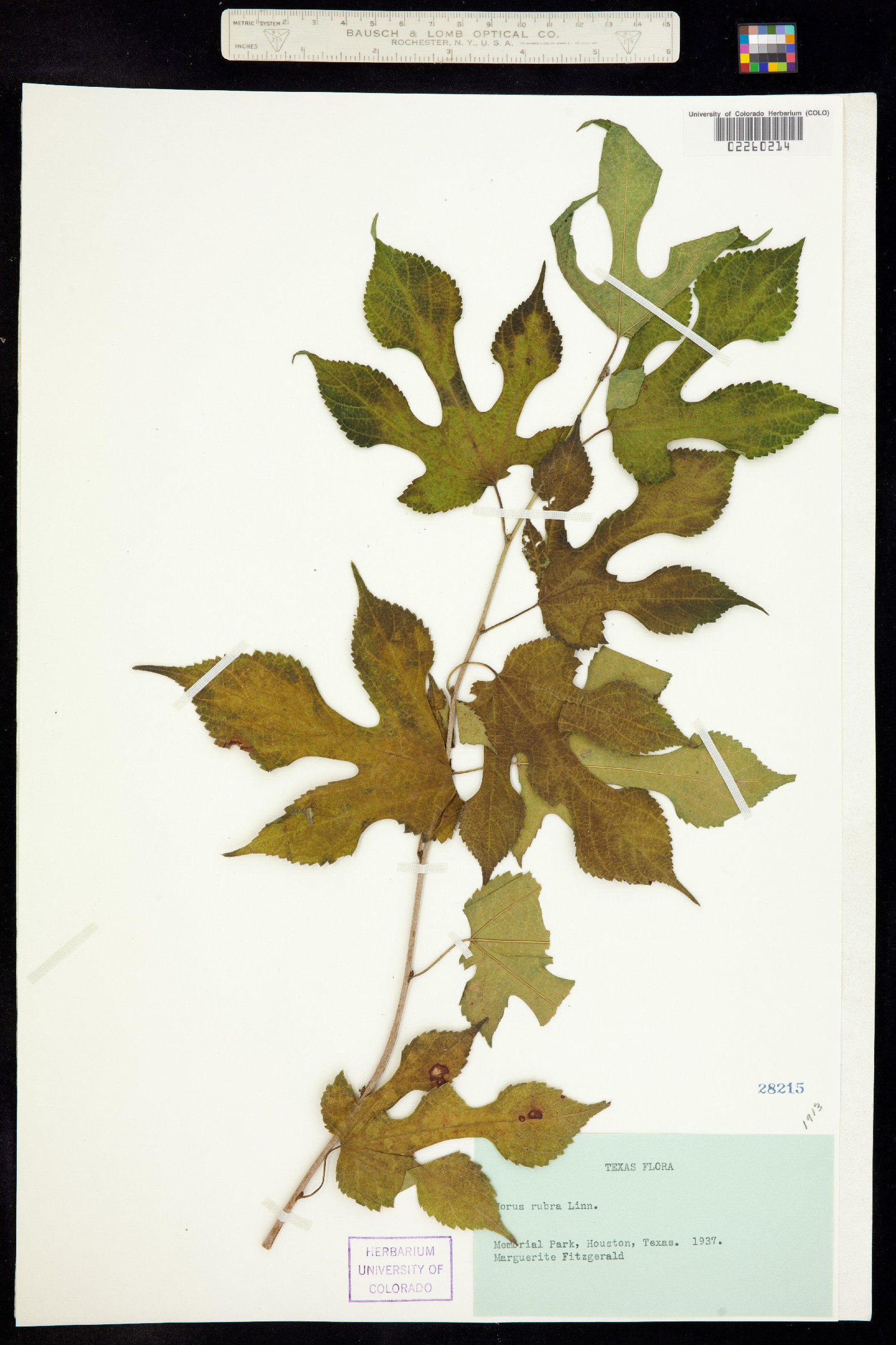 Morus image