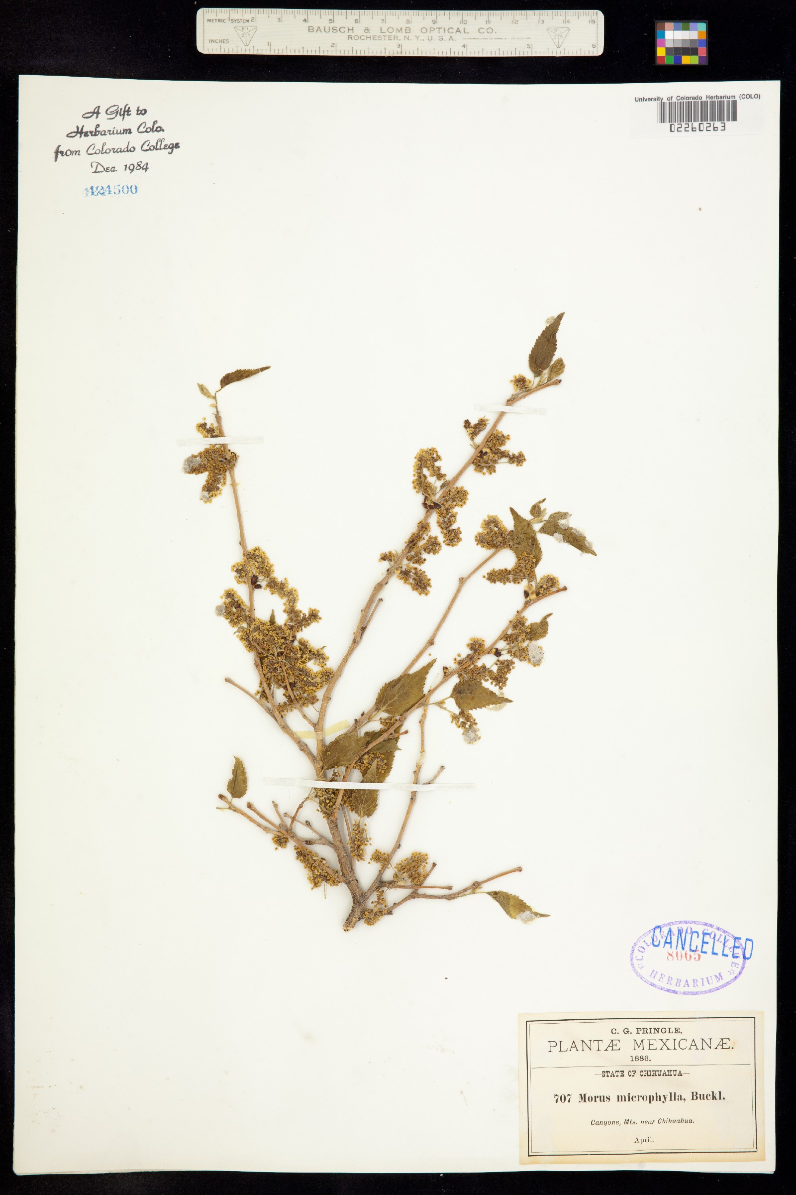 Morus microphylla image