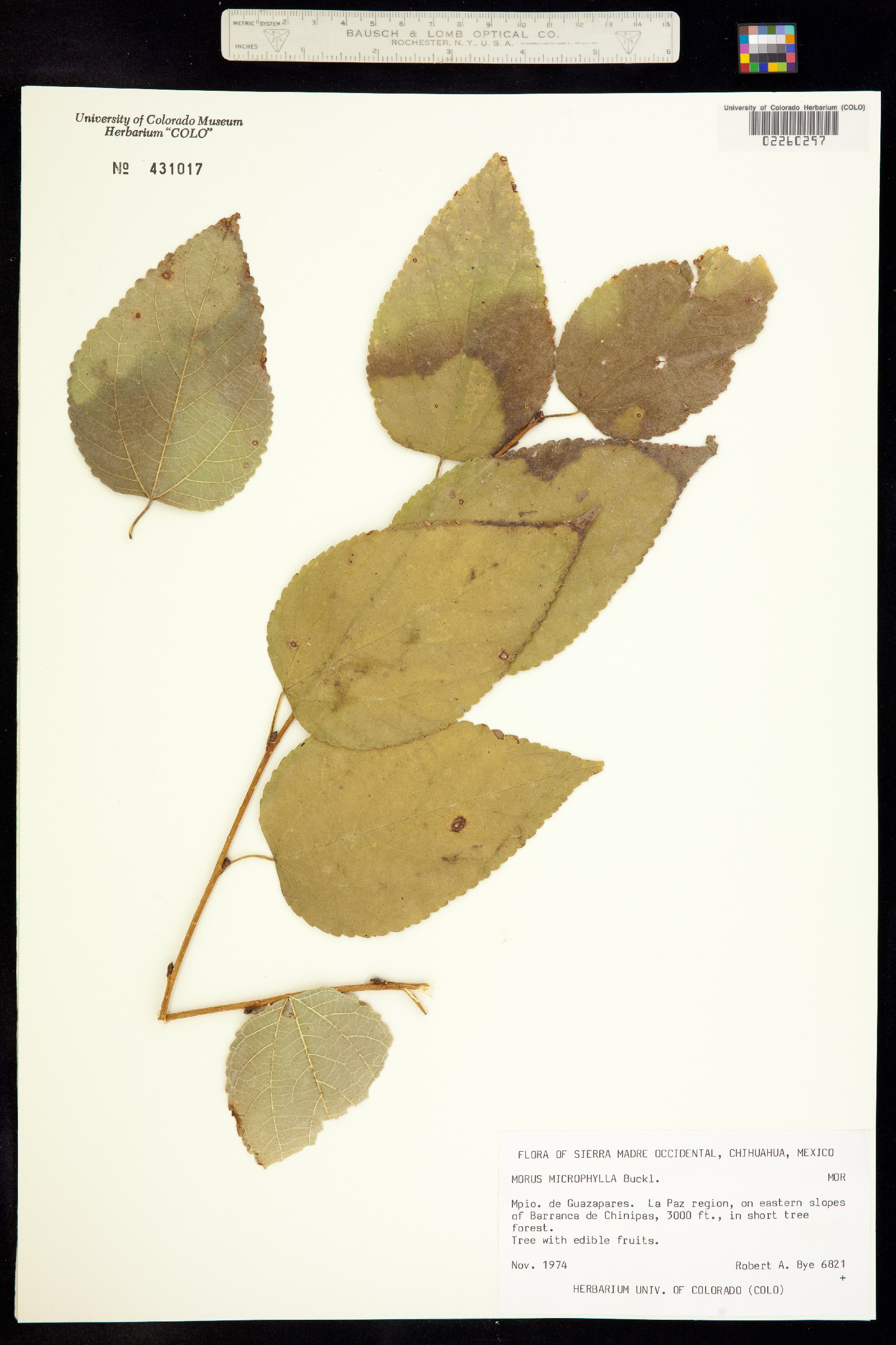 Morus microphylla image
