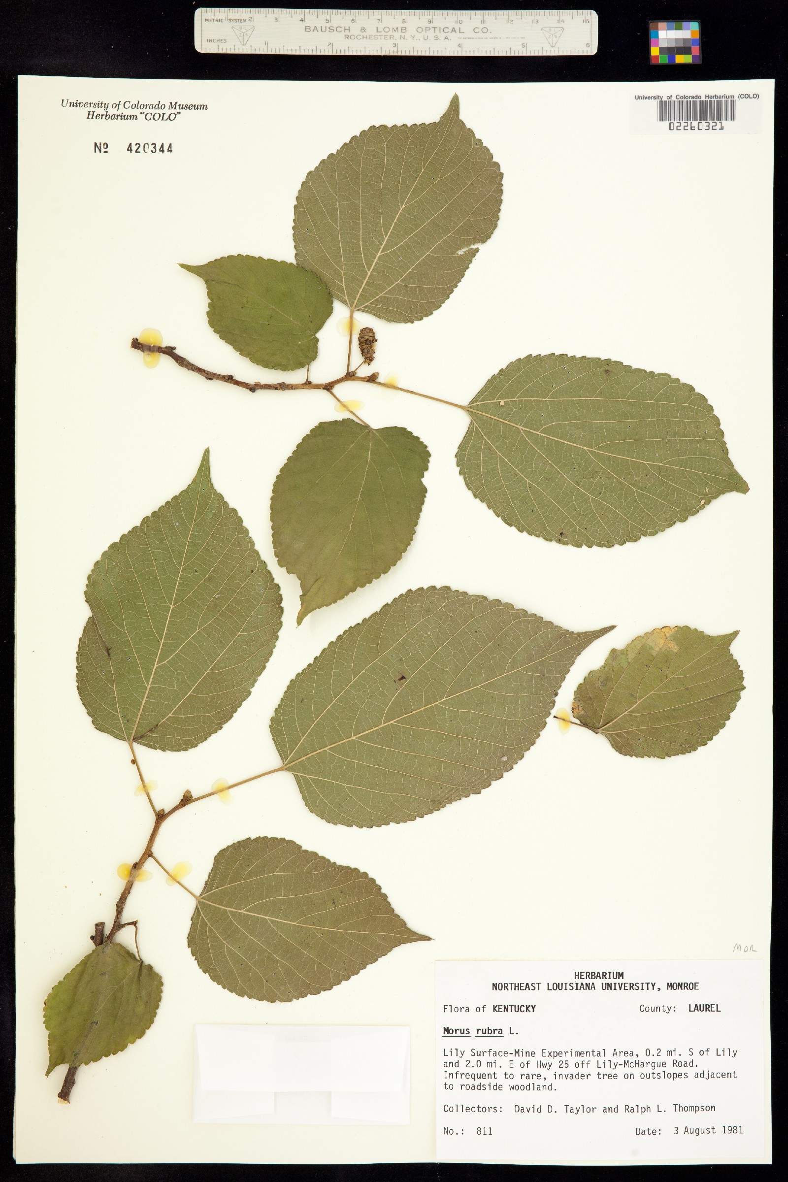 Morus rubra image