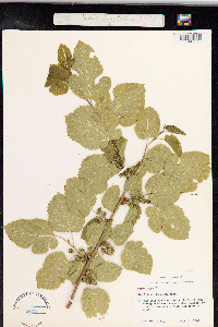 Image of Morus nigra