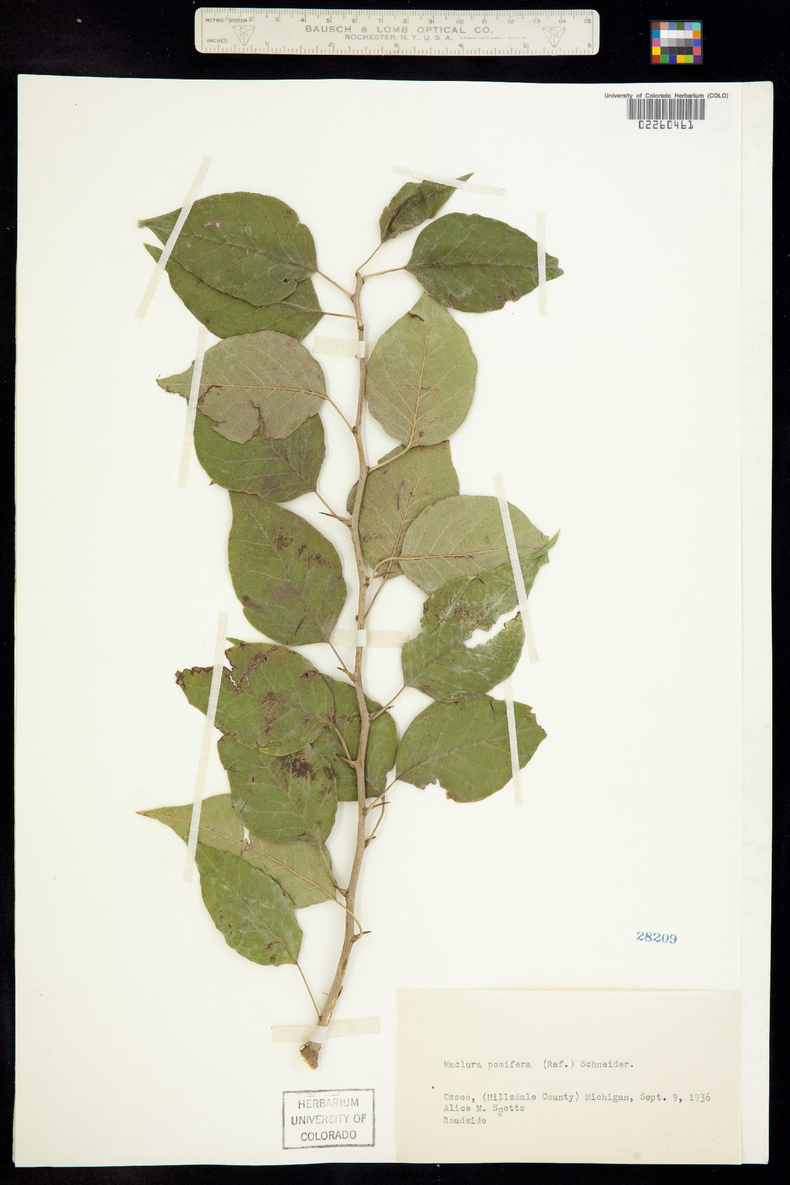 Maclura pomifera image