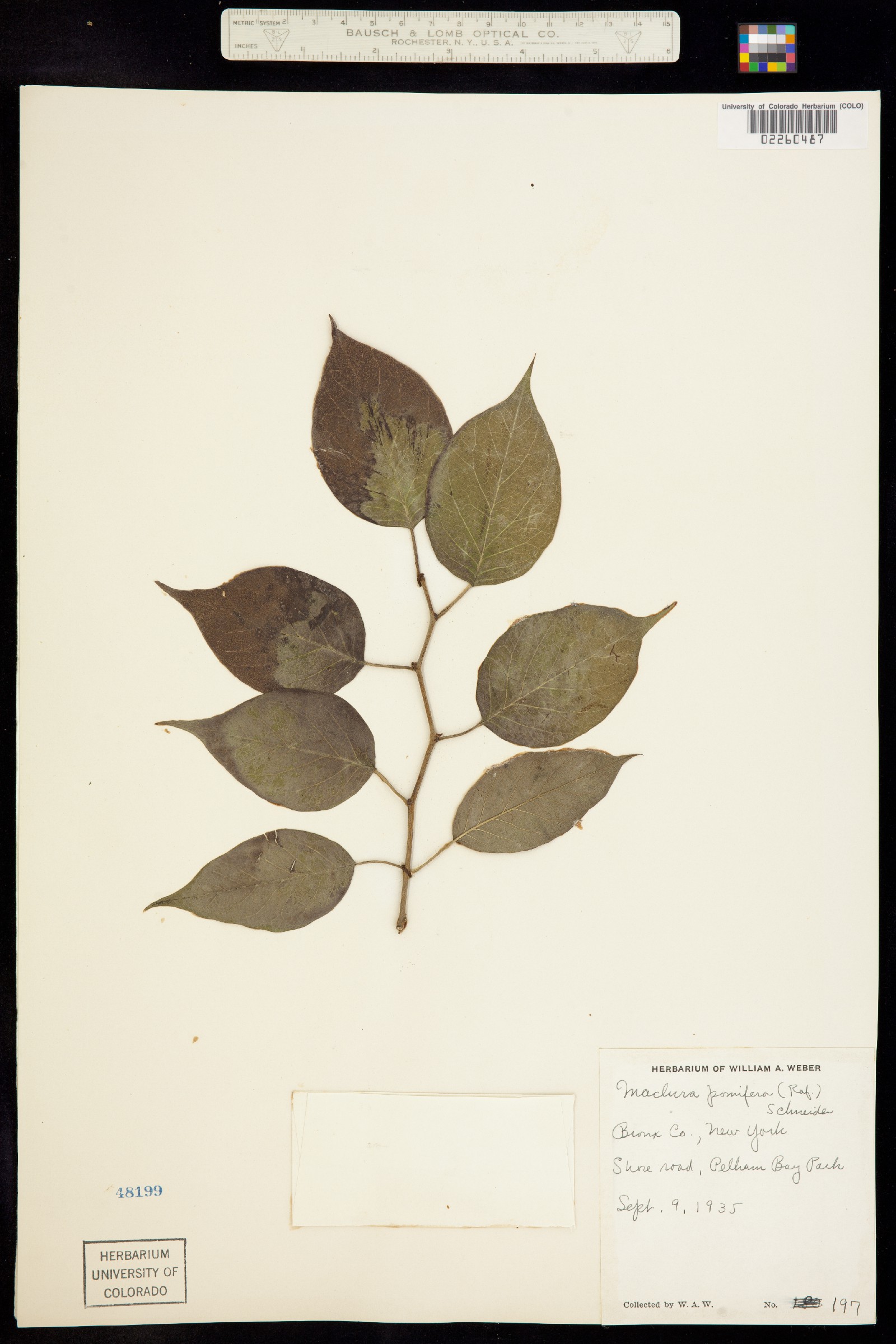 Maclura image
