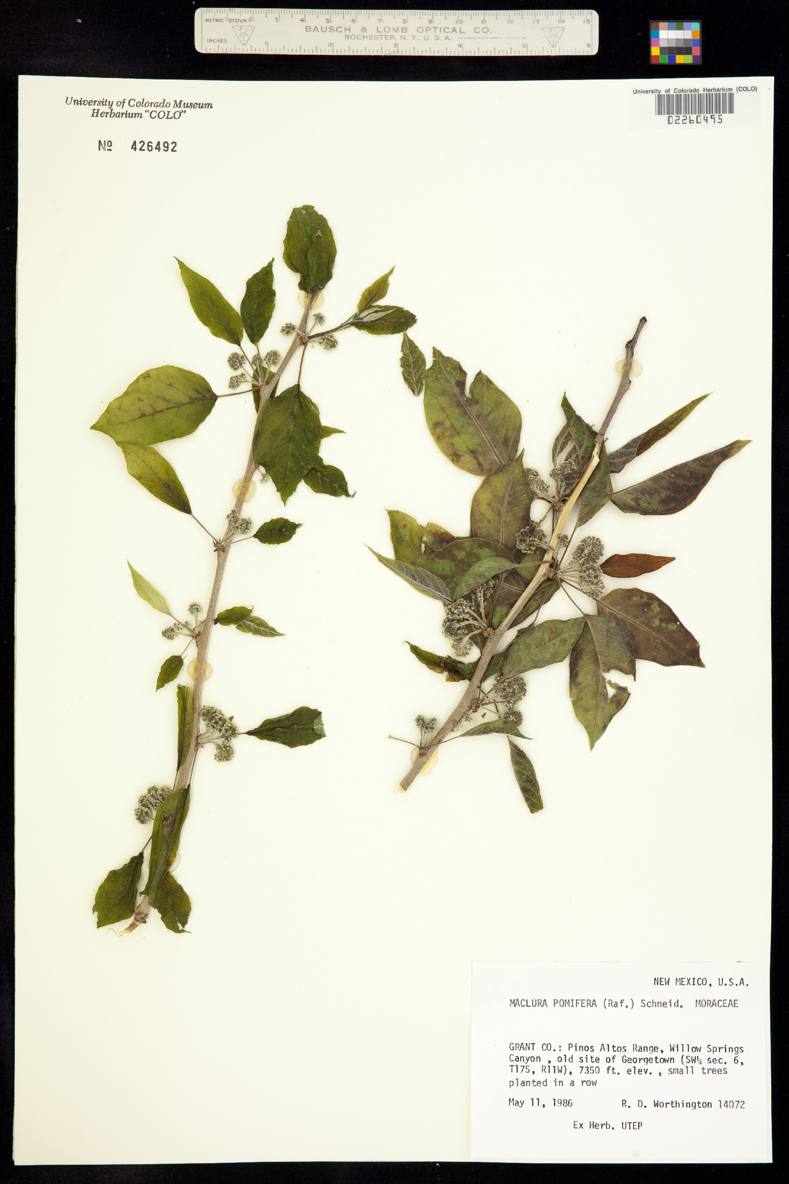 Maclura pomifera image