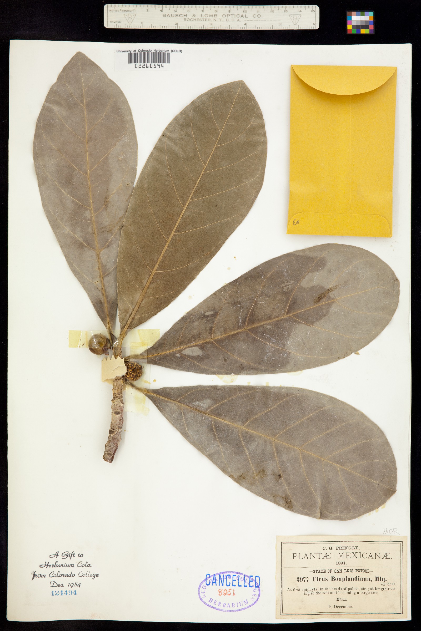 Ficus obtusifolia image