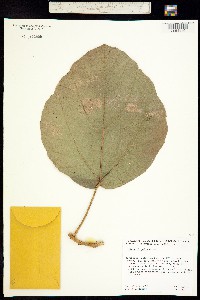 Ficus oligodon image