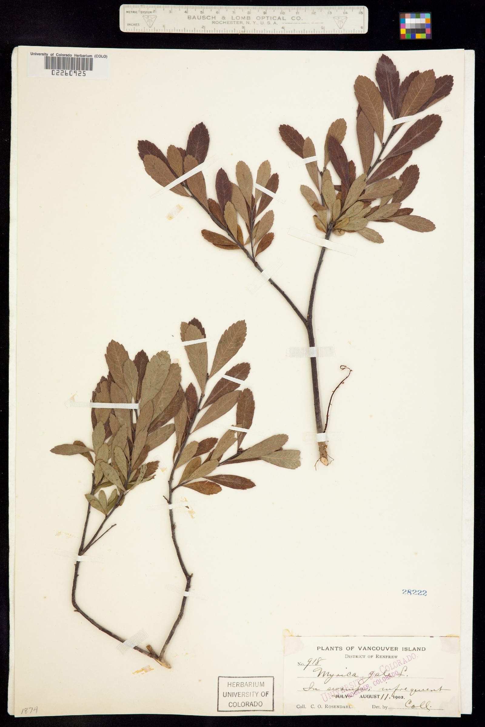 Myricaceae image