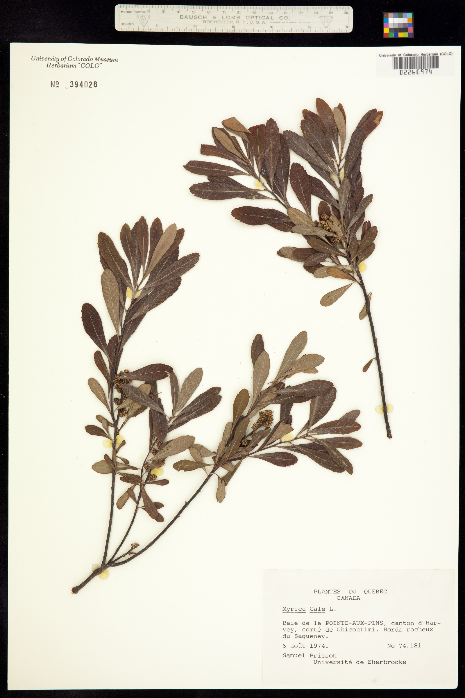 Myrica image