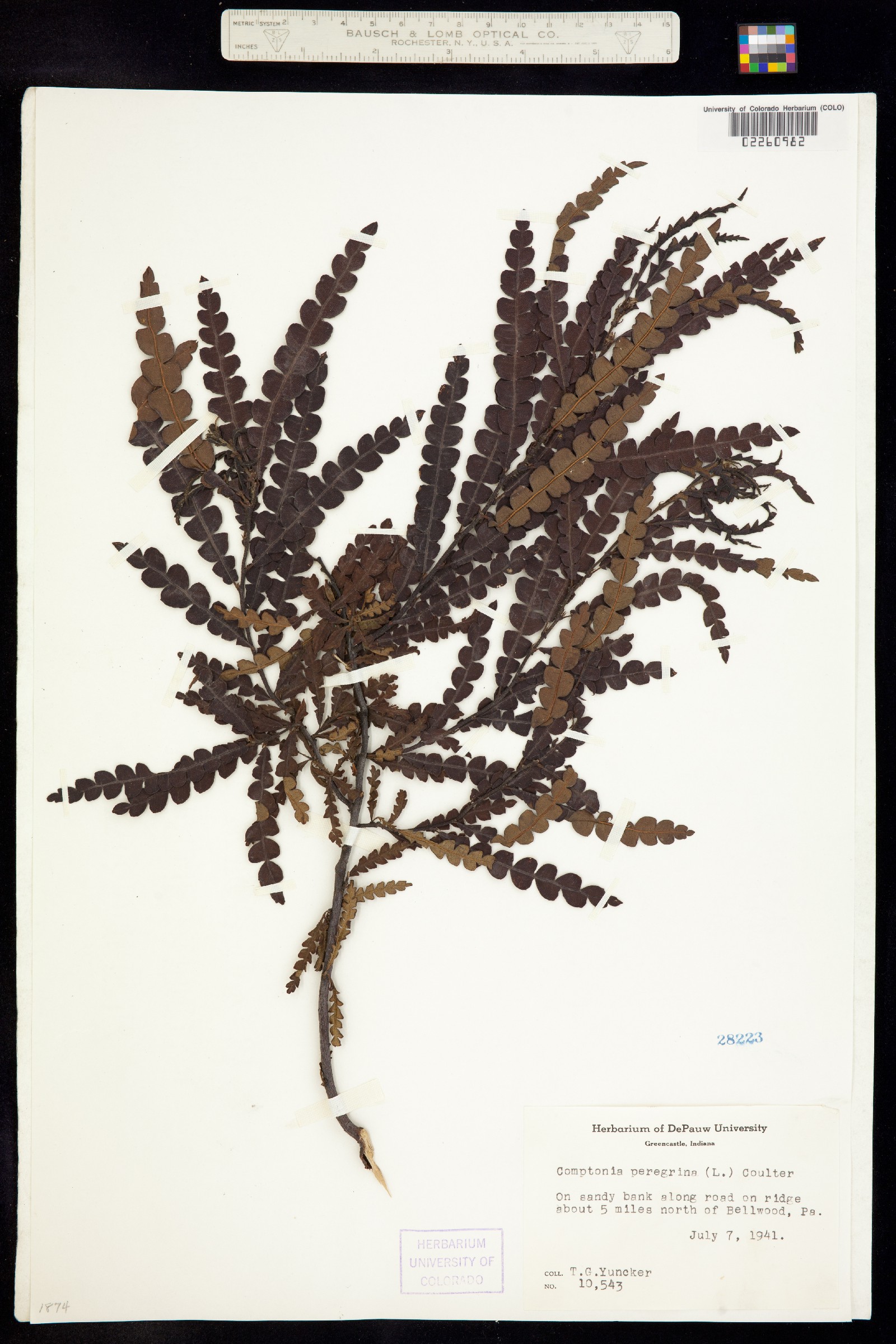 Comptonia image