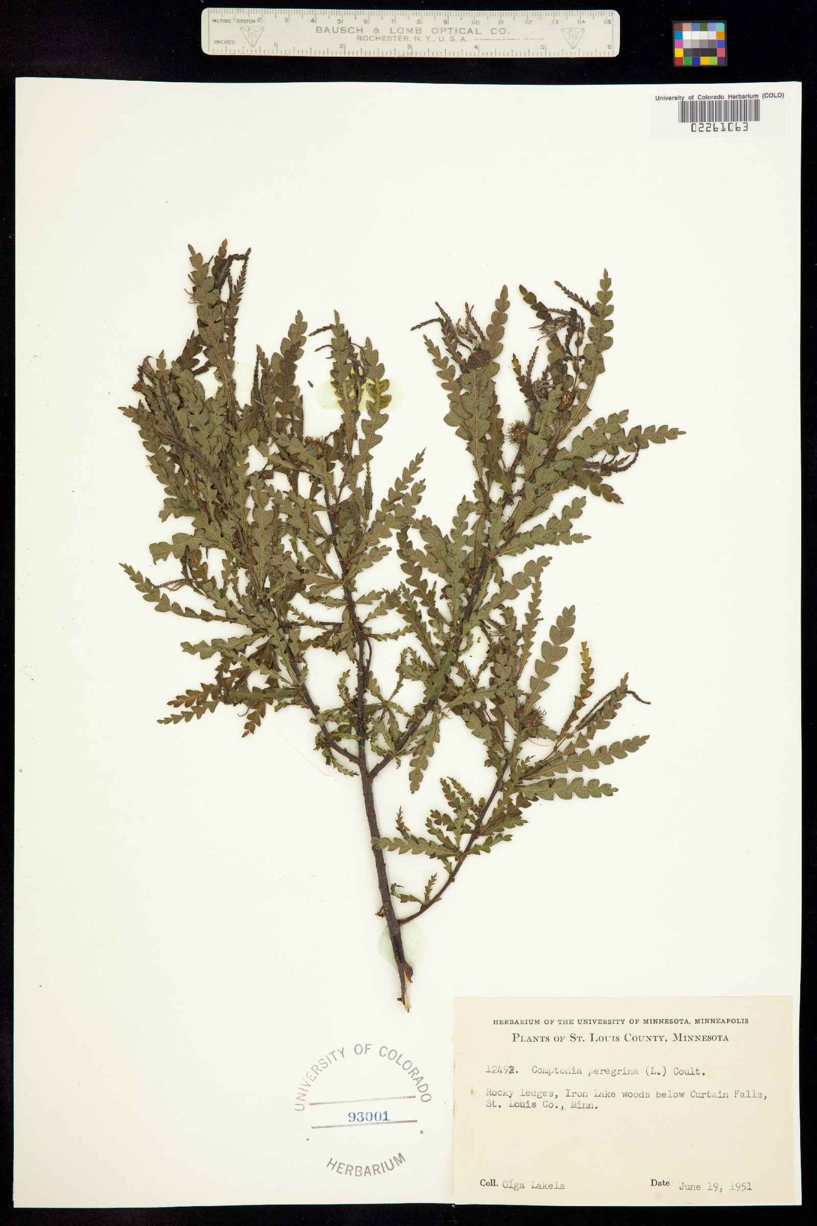 Comptonia peregrina image