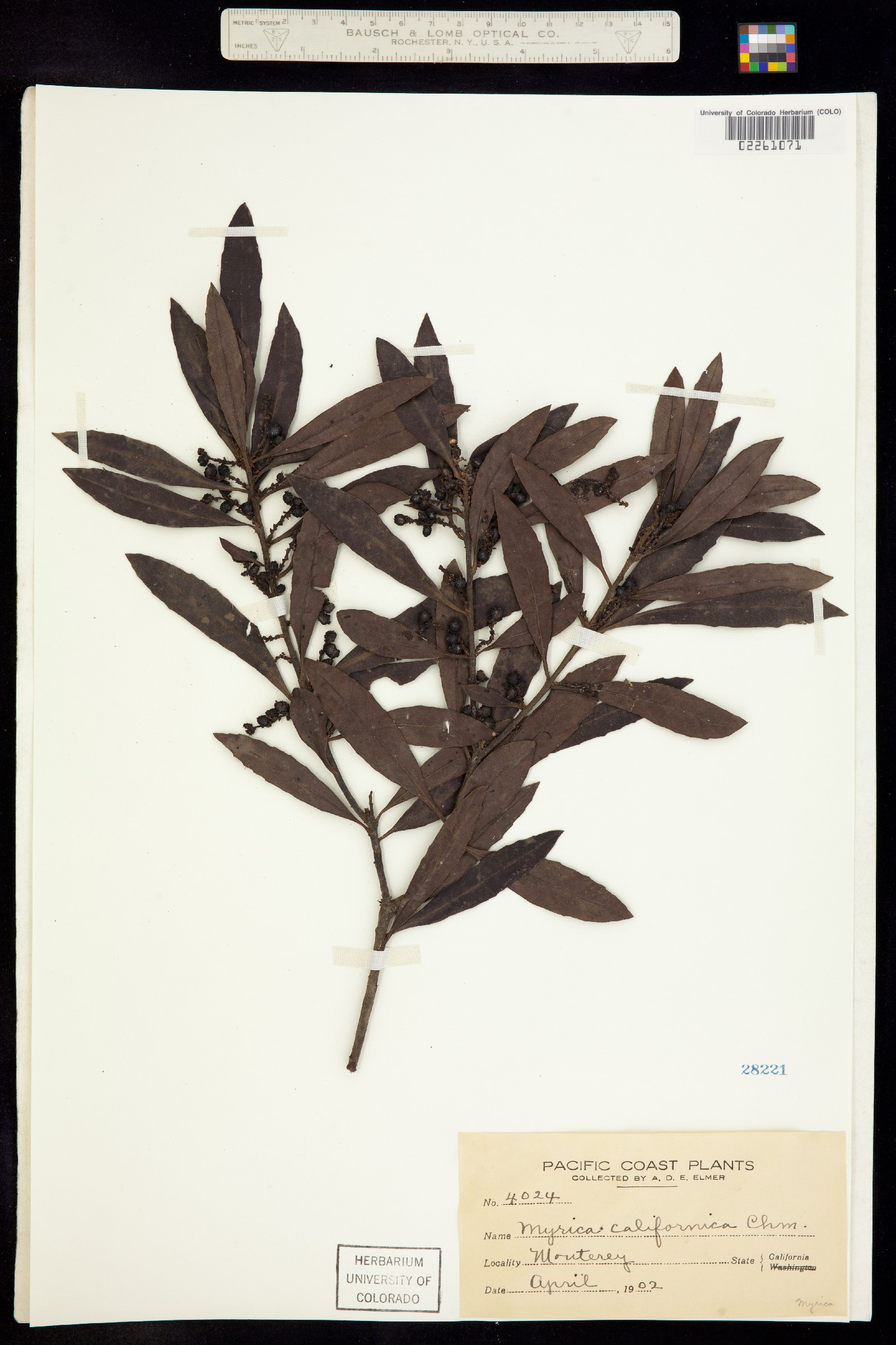 Morella californica image