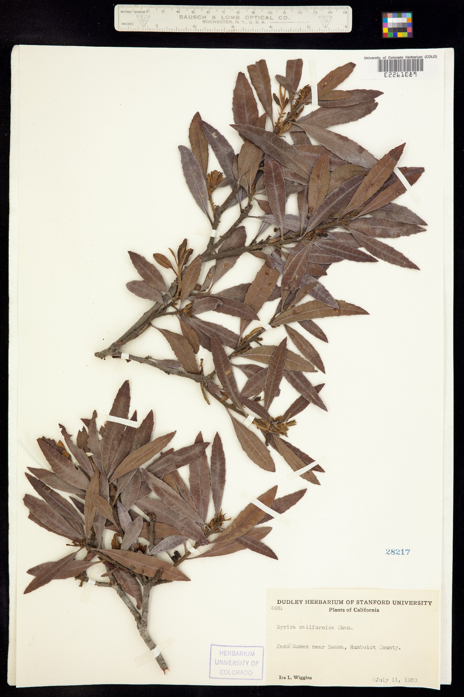 Morella californica image