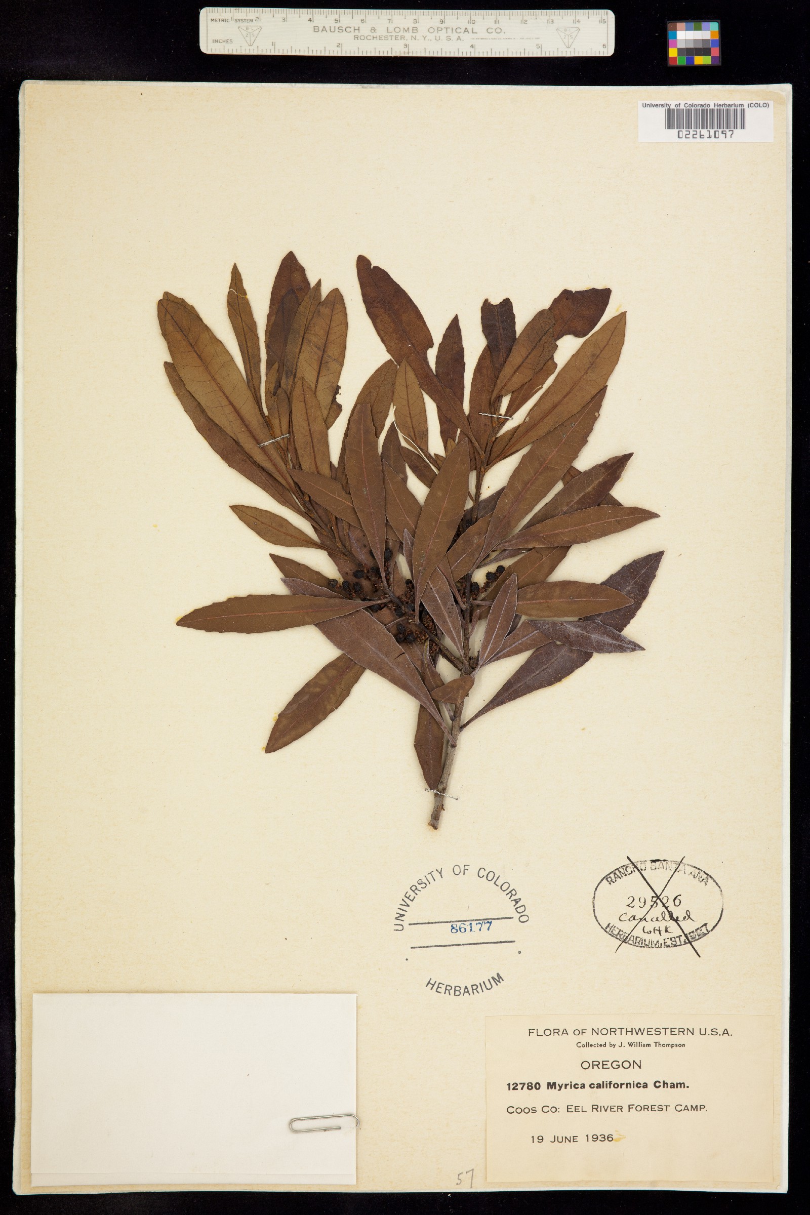 Morella californica image