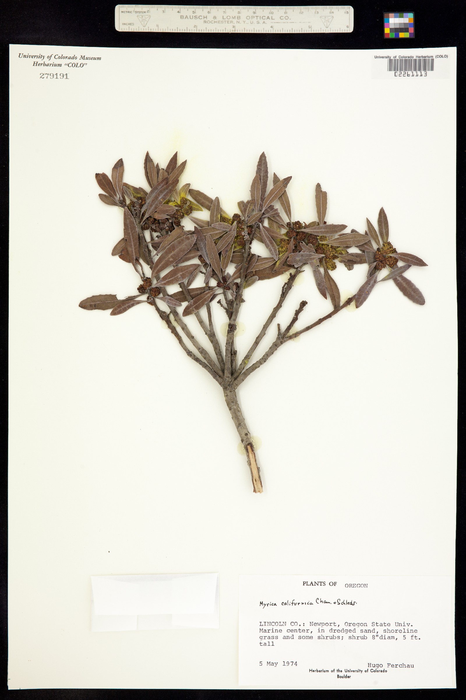 Morella californica image