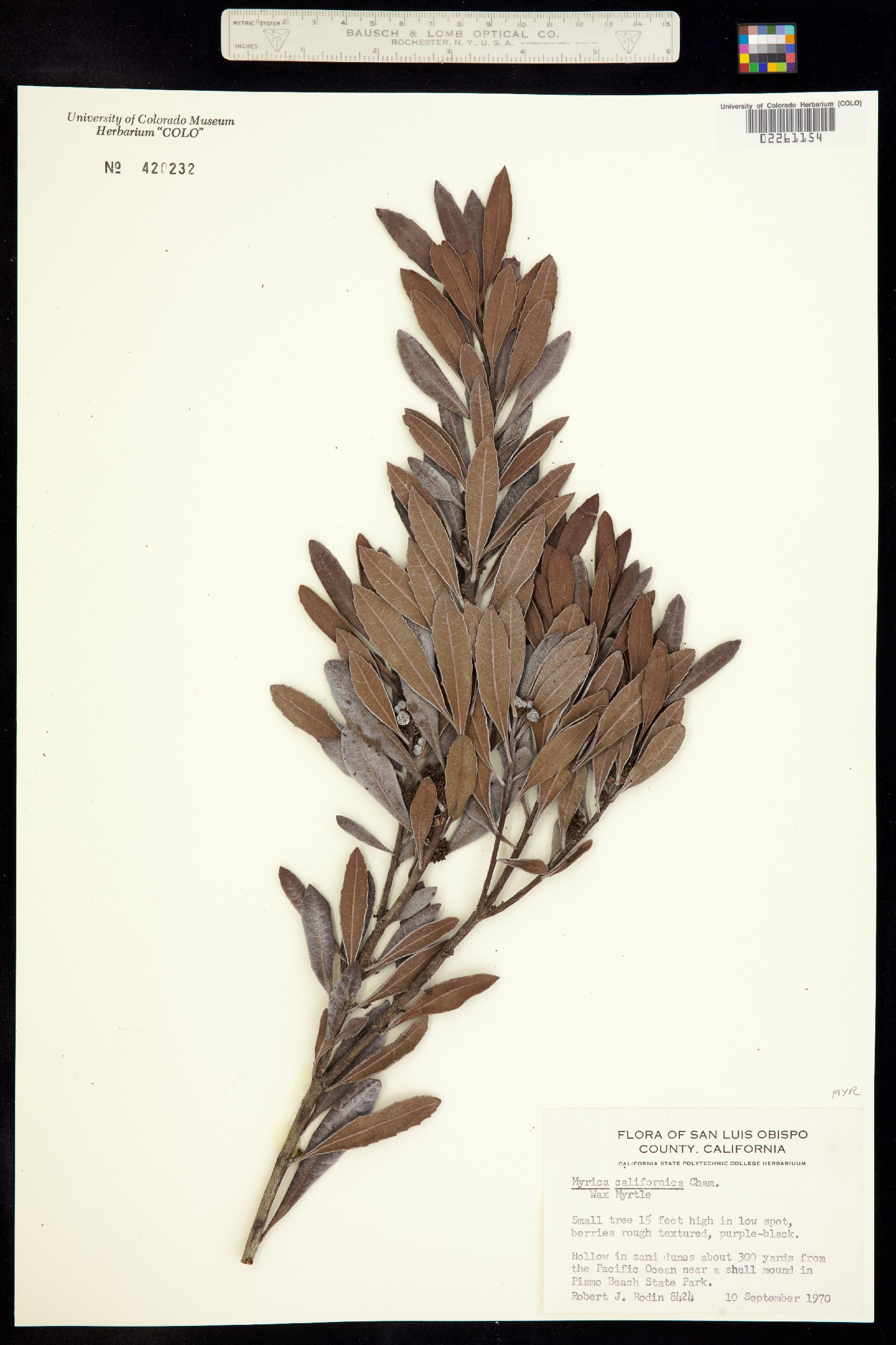 Morella californica image