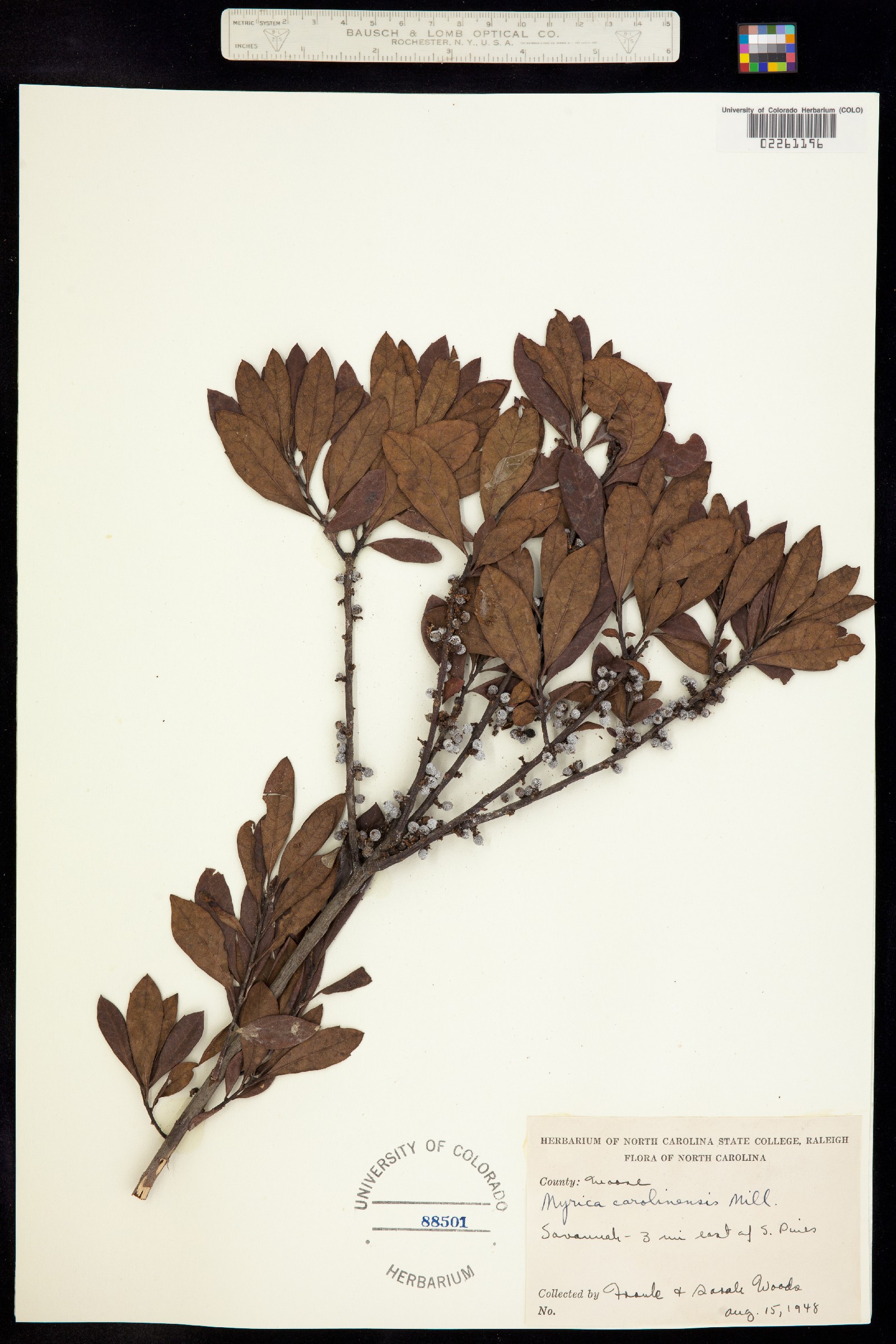 Myrica carolinensis image