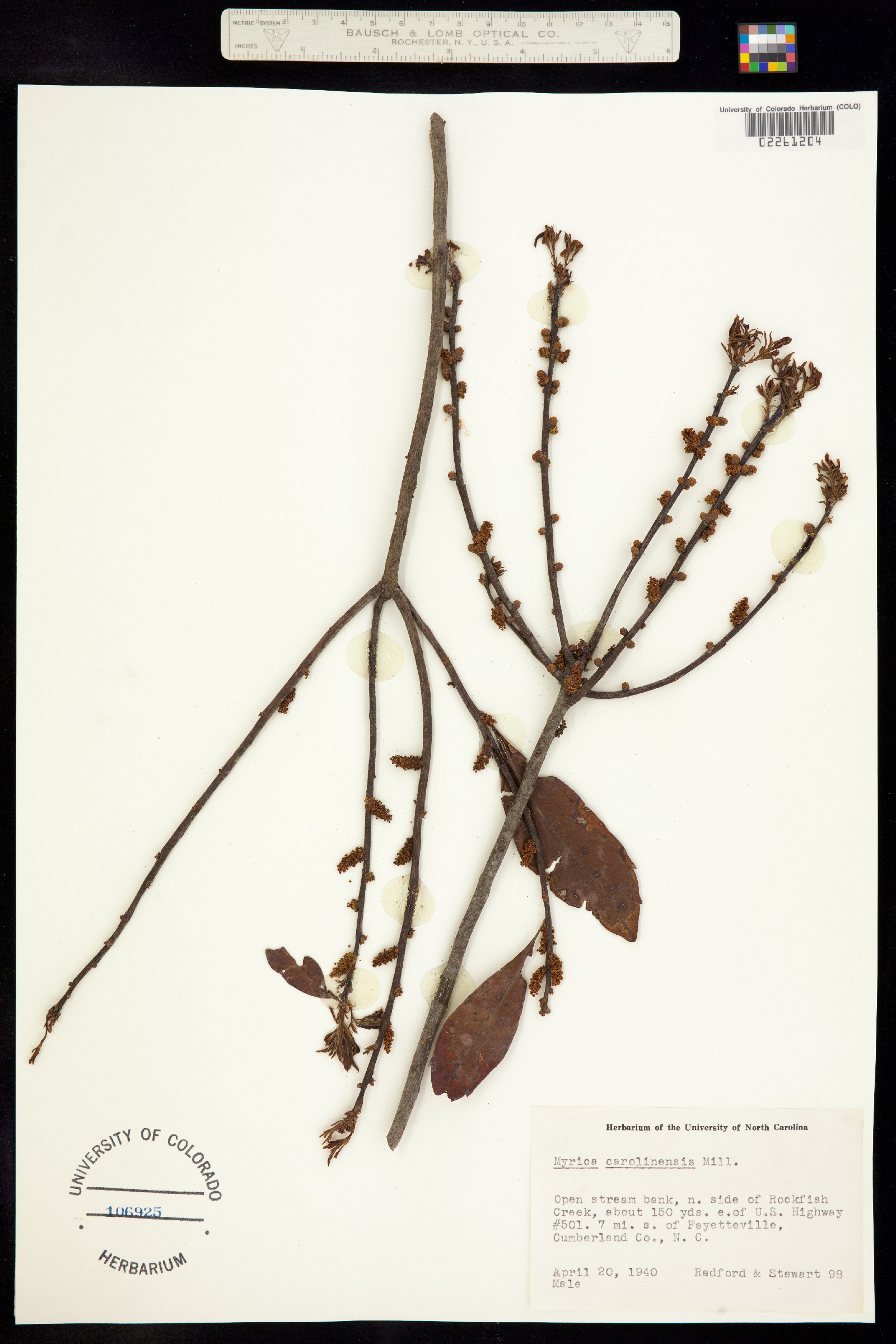 Myrica carolinensis image