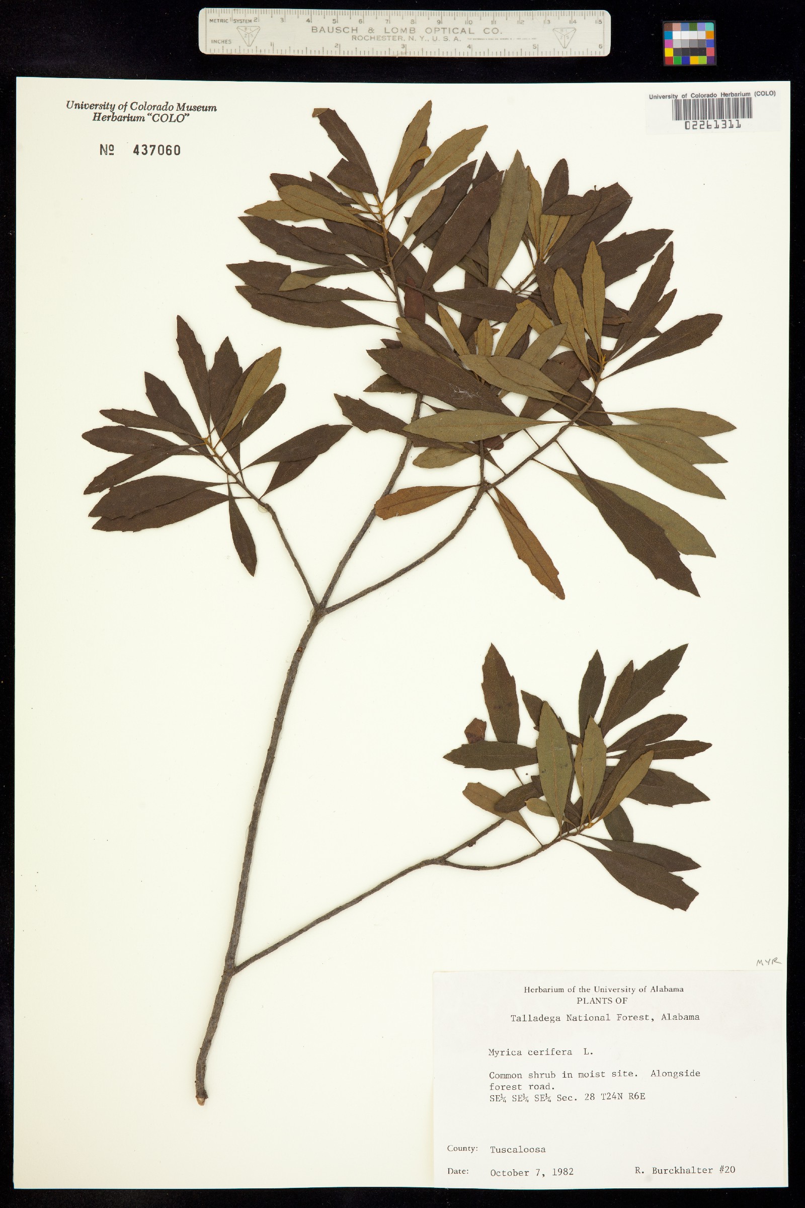 Morella cerifera image