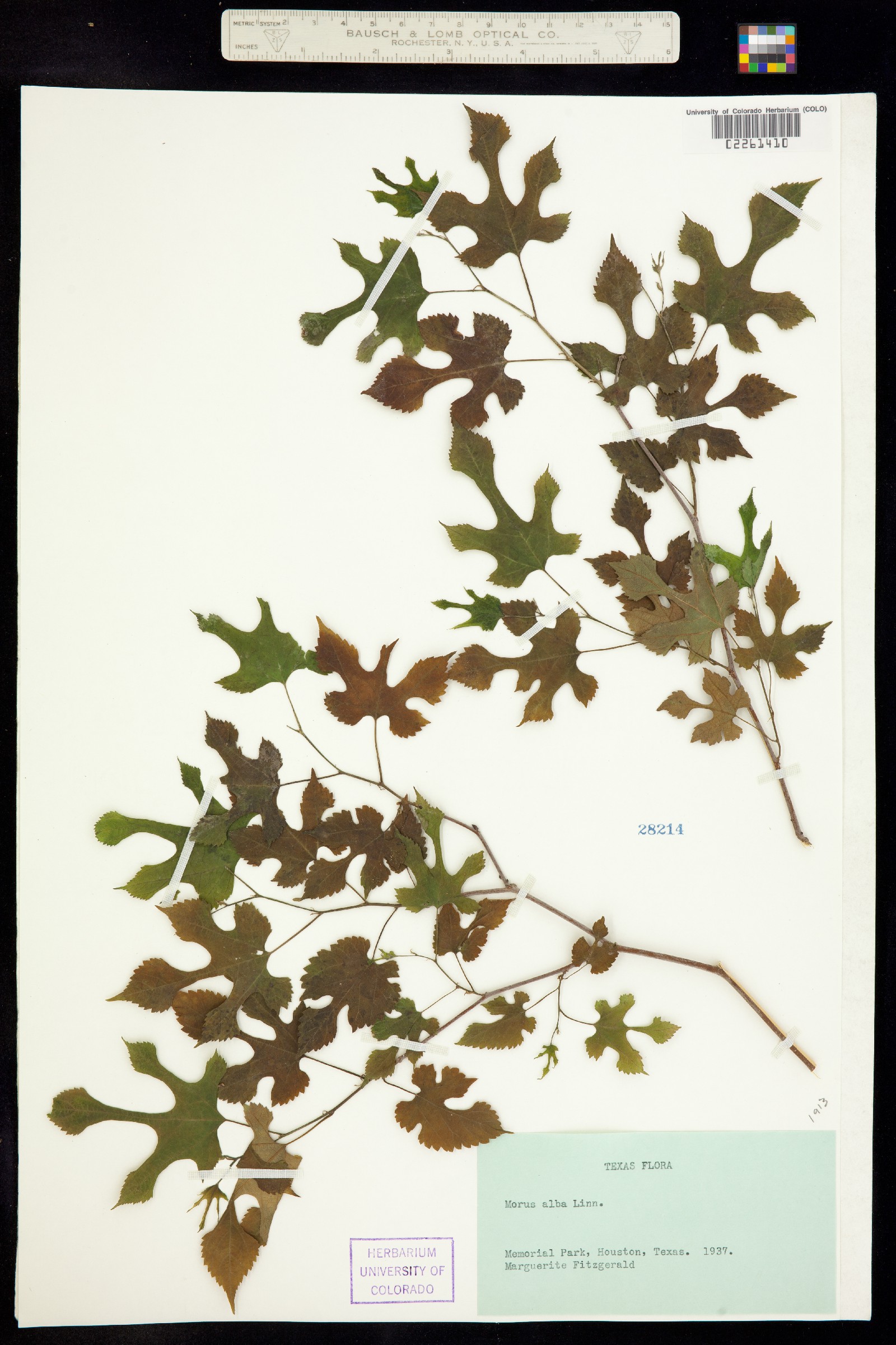 Morus alba image