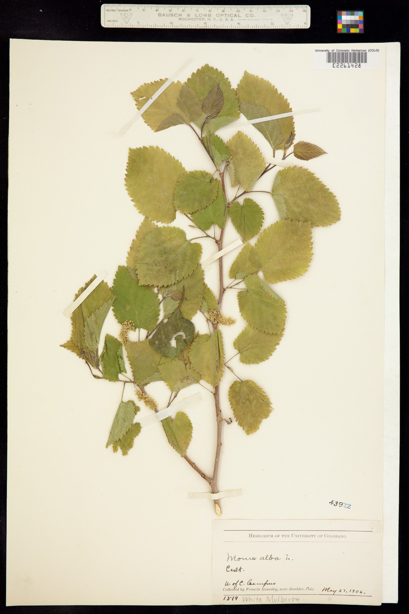 Morus alba image