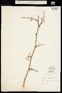 Morus alba image